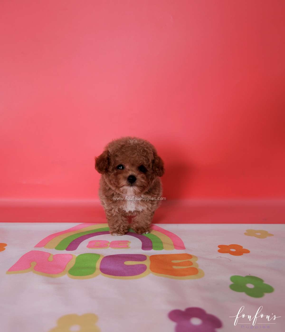 Bae - Poodle M.