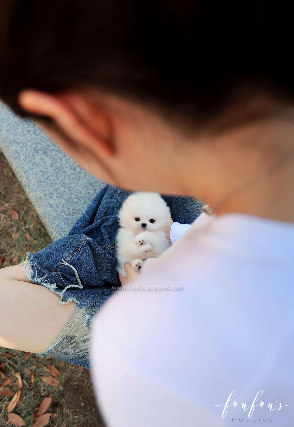 Casper - Pomeranian M.