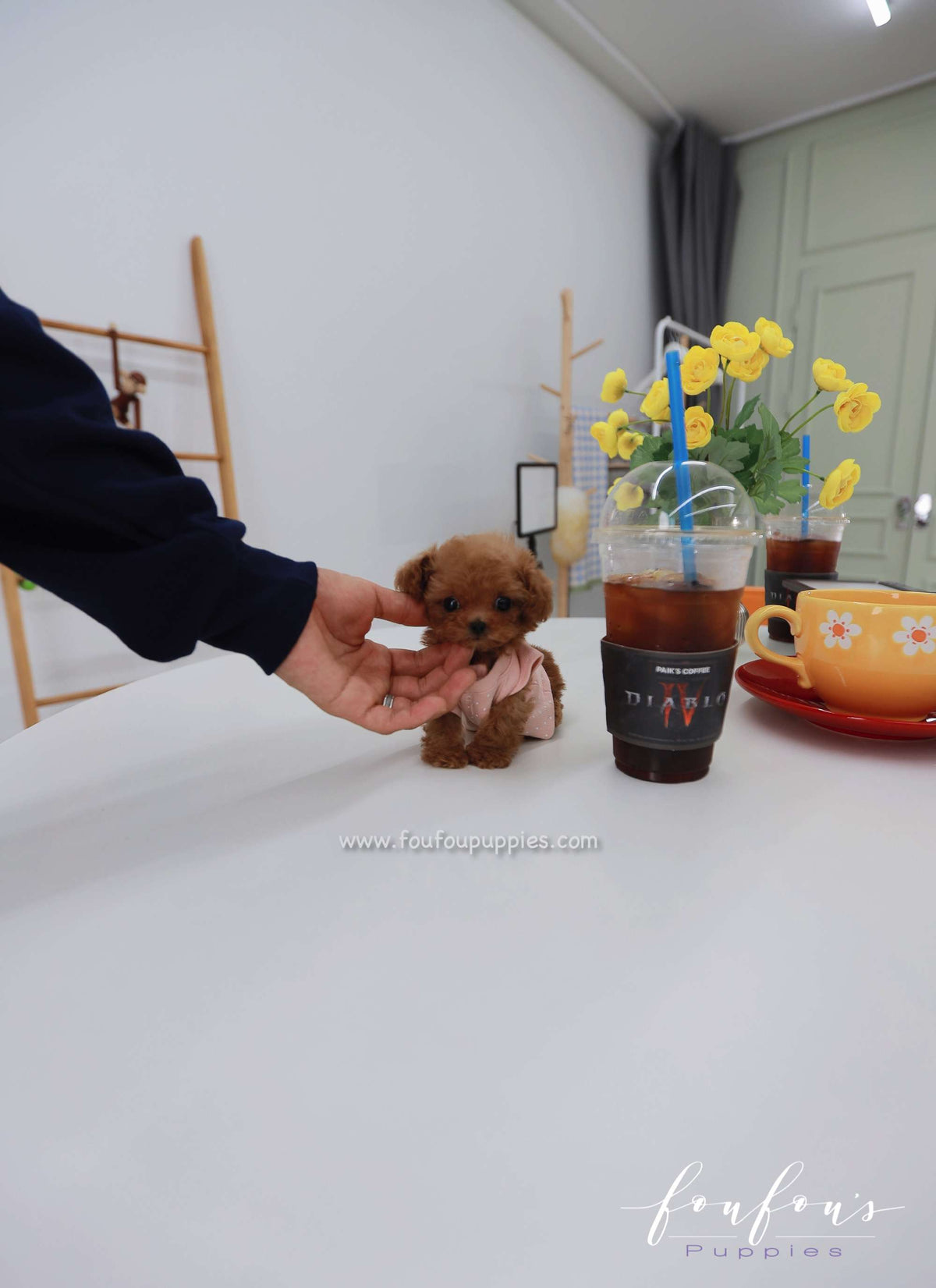 Nala - Poodle F.