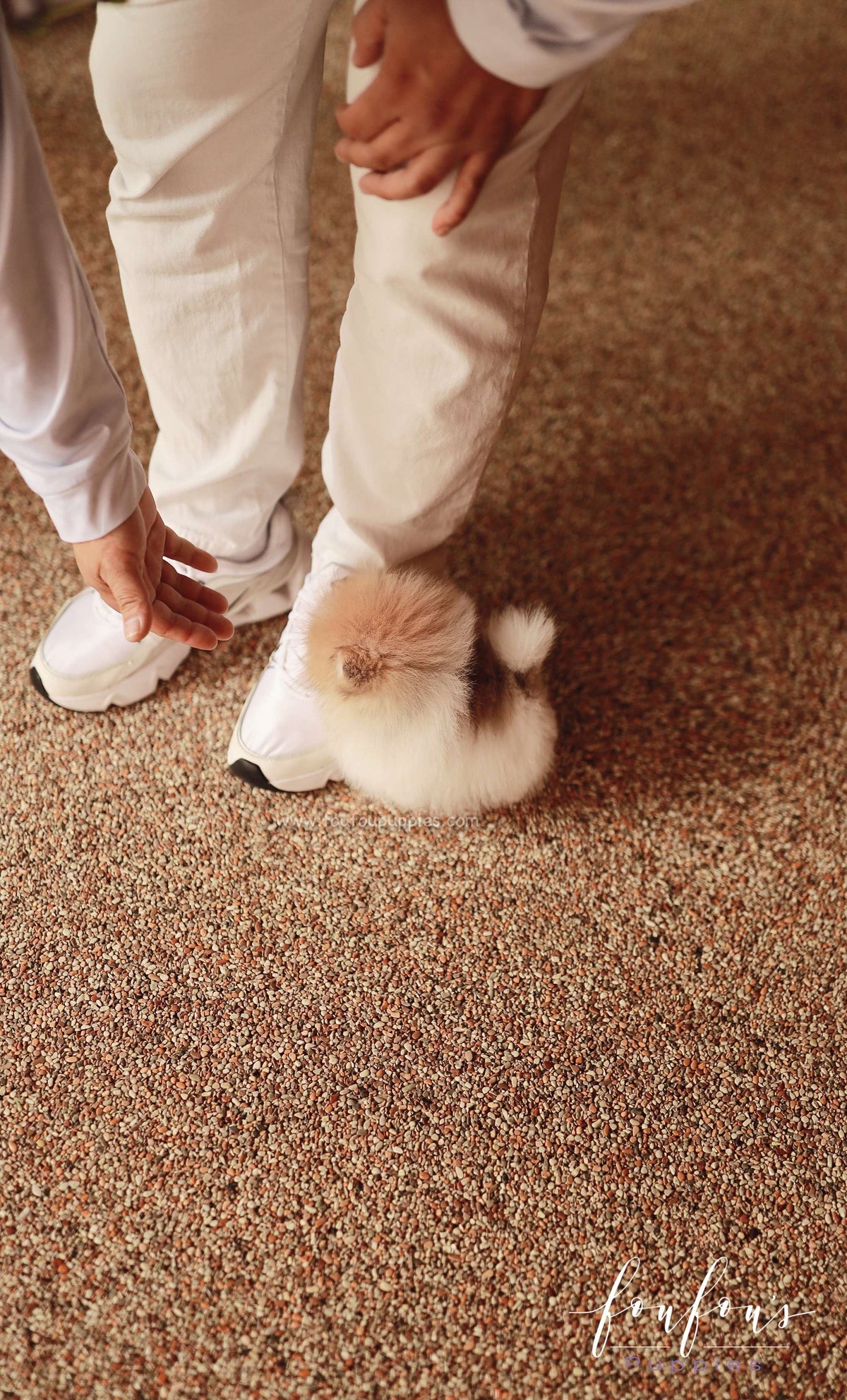 Duke - Pomeranian M.