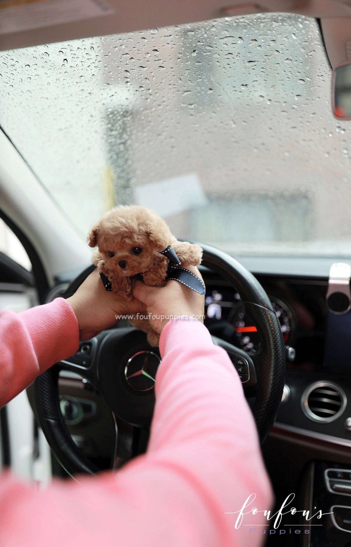 Orion - Poodle M.
