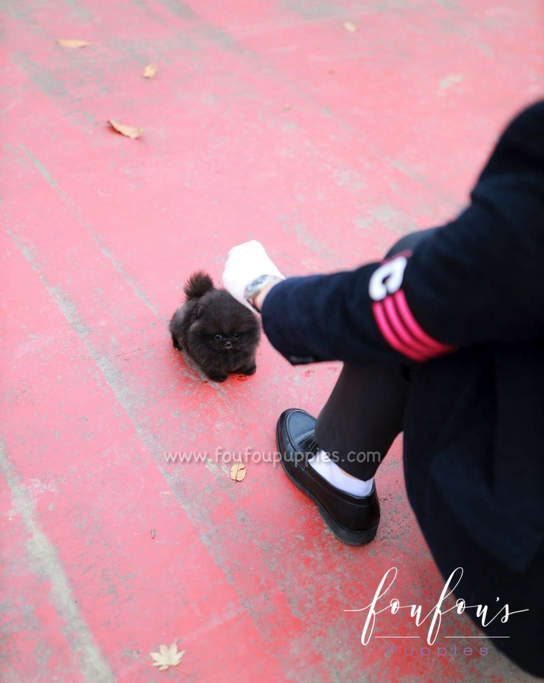 Cosmo - Pomeranian M.