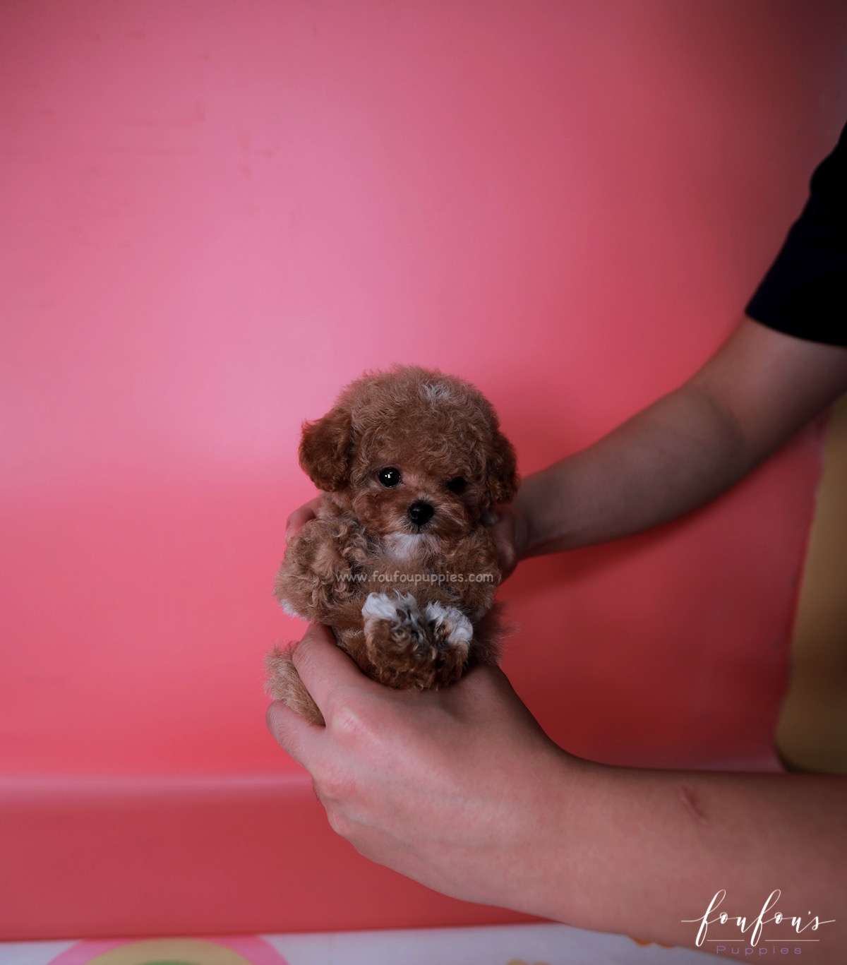 Bae - Poodle M.