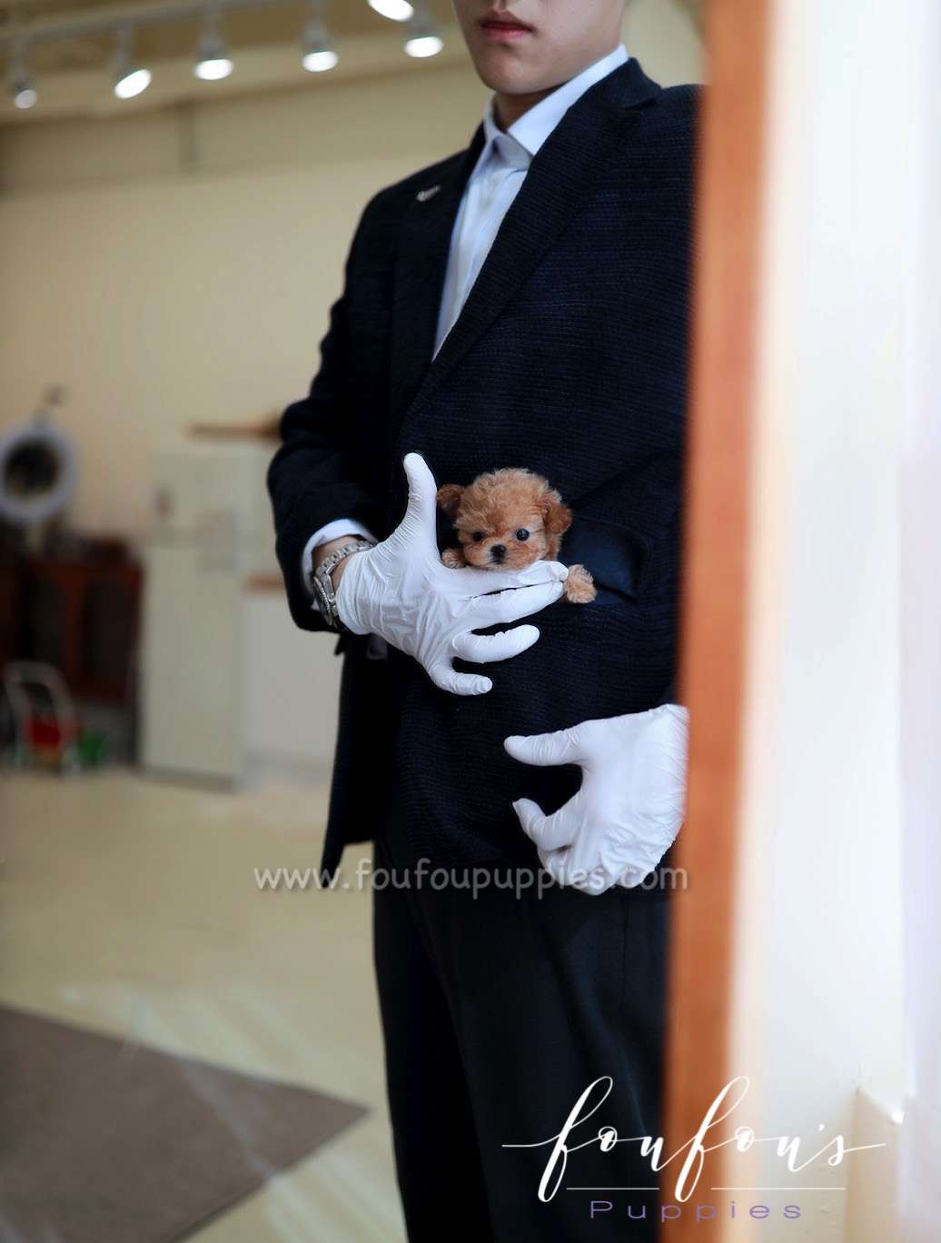 Honey - Poodle F.