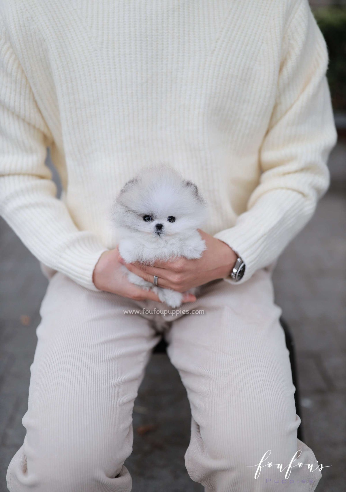 Pucci - Pomeranian M.