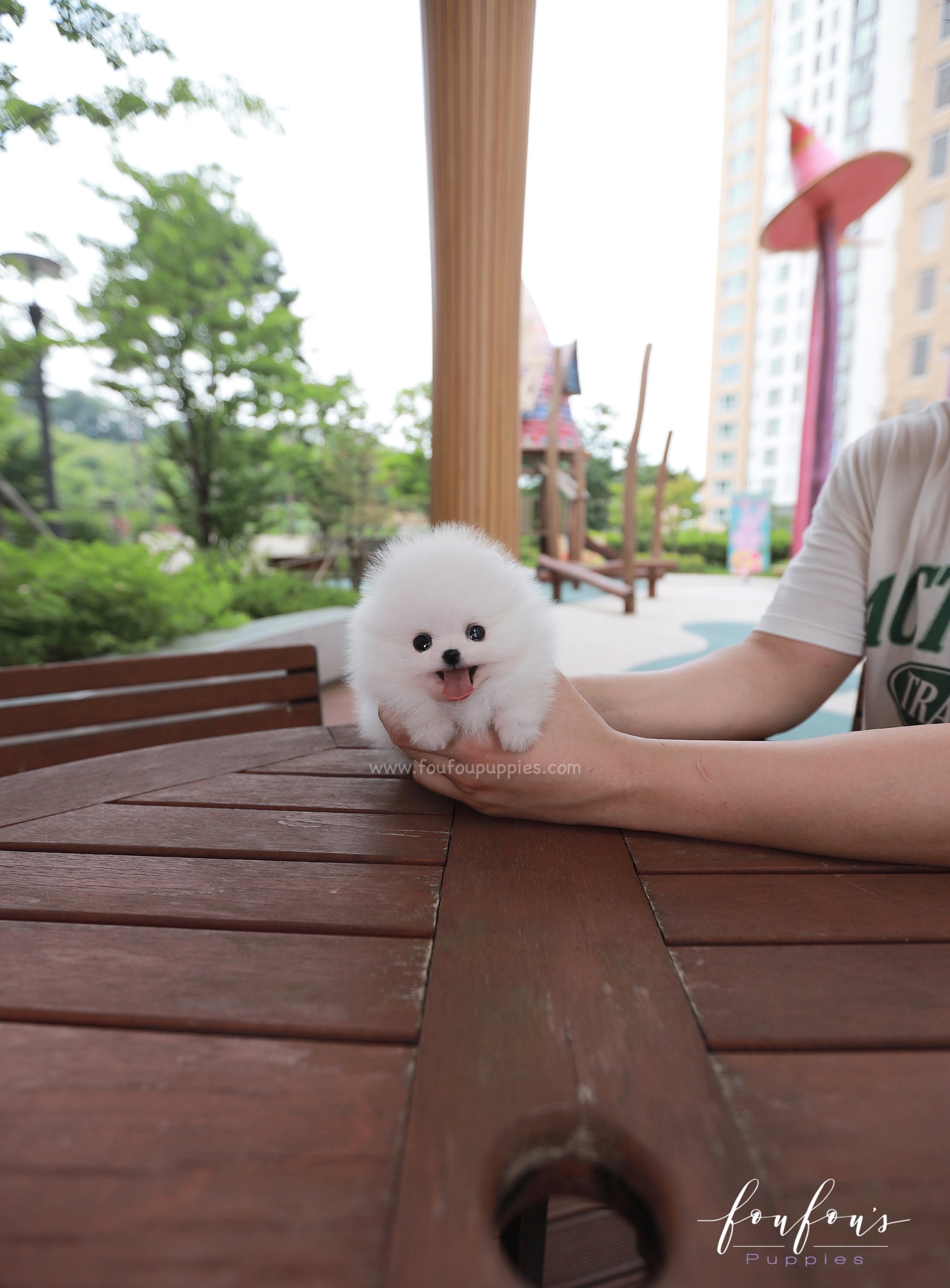 Lumi - Pomeranian F.