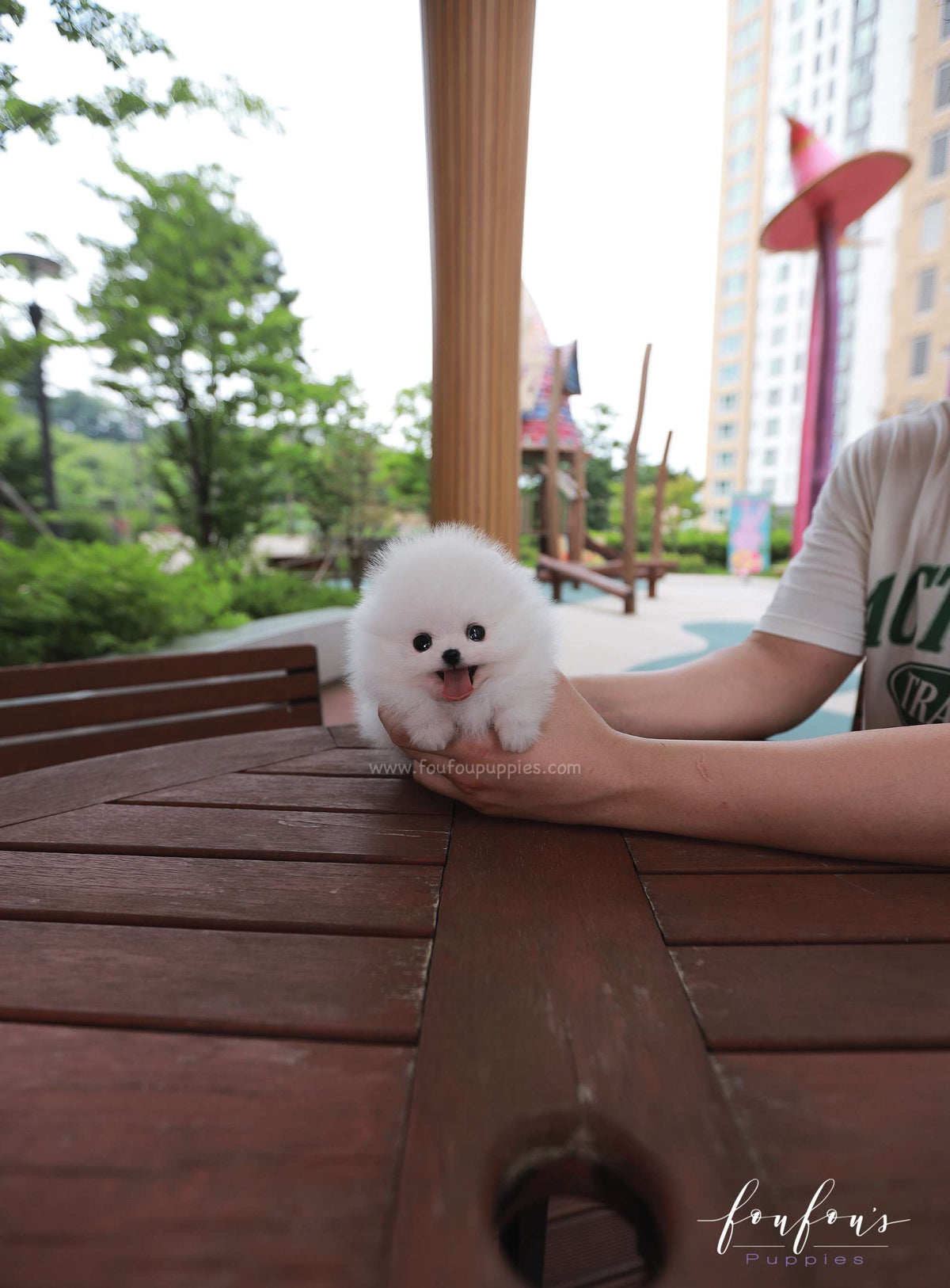 Lumi - Pomeranian F.