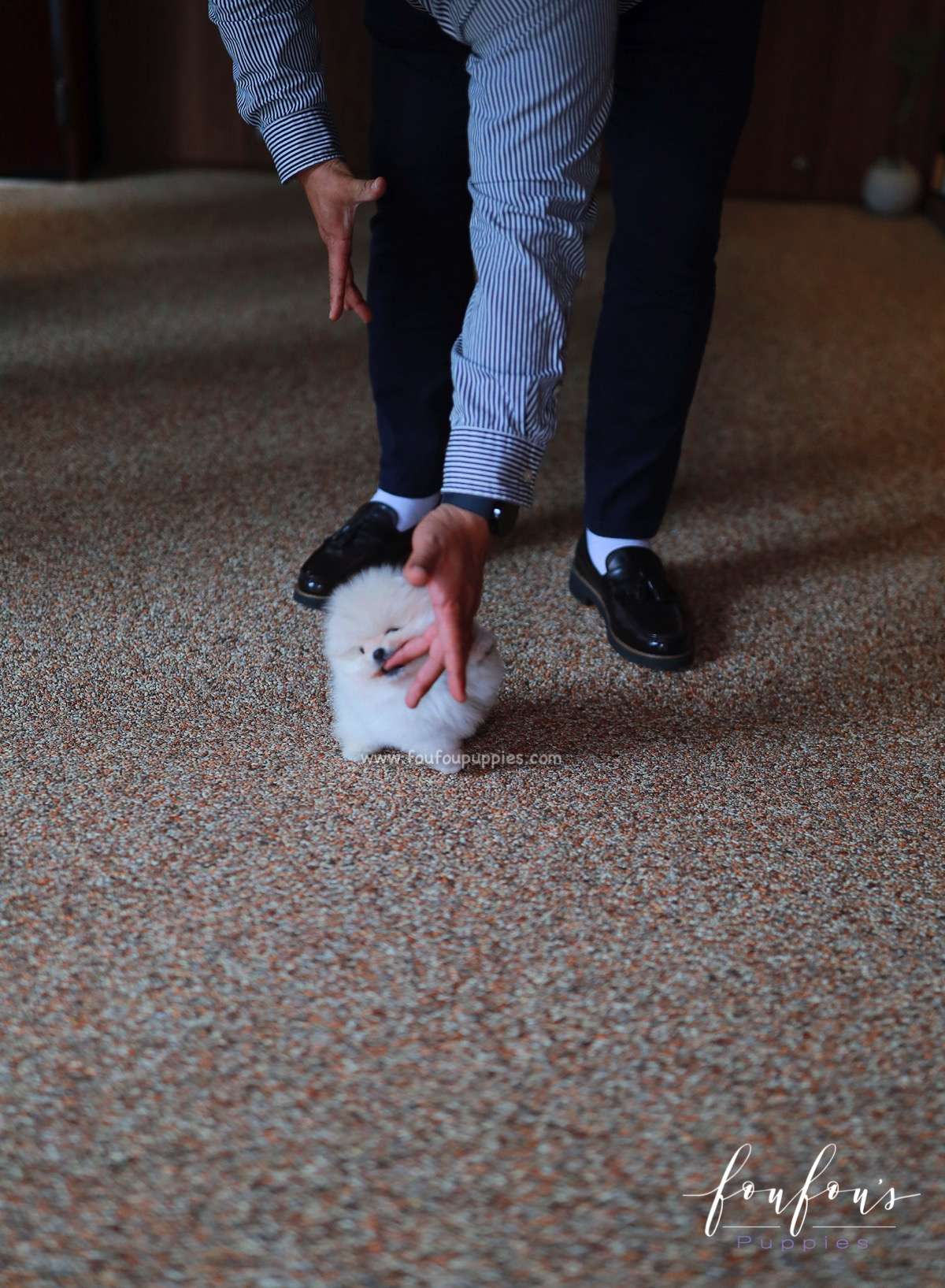 Cotton - Pomeranian F.