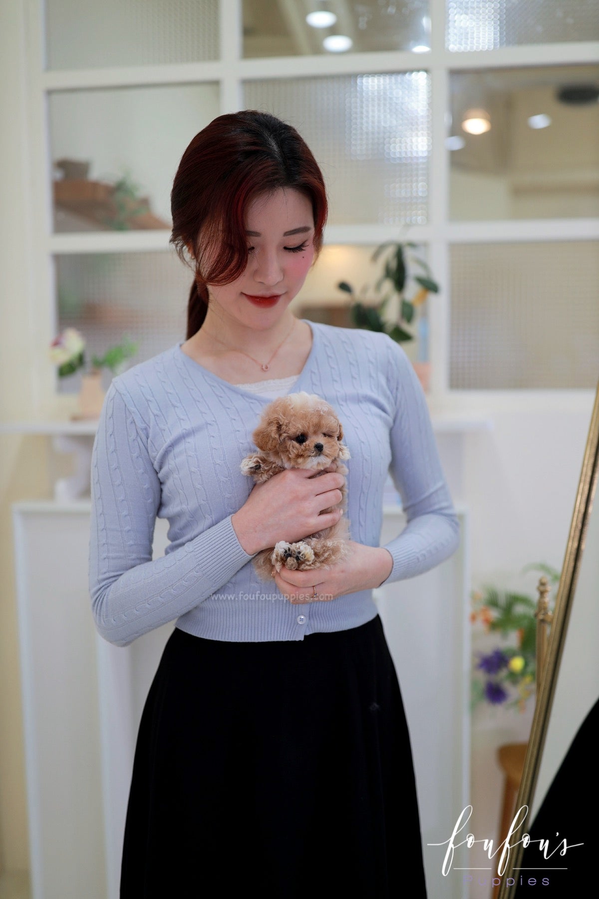 Kobe - Maltipoo M.