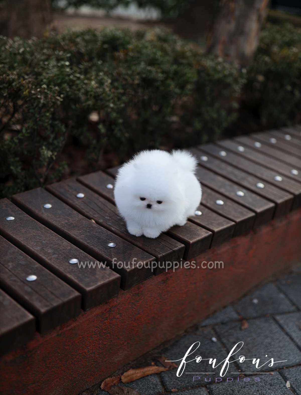 Nova - Pomeranian F.