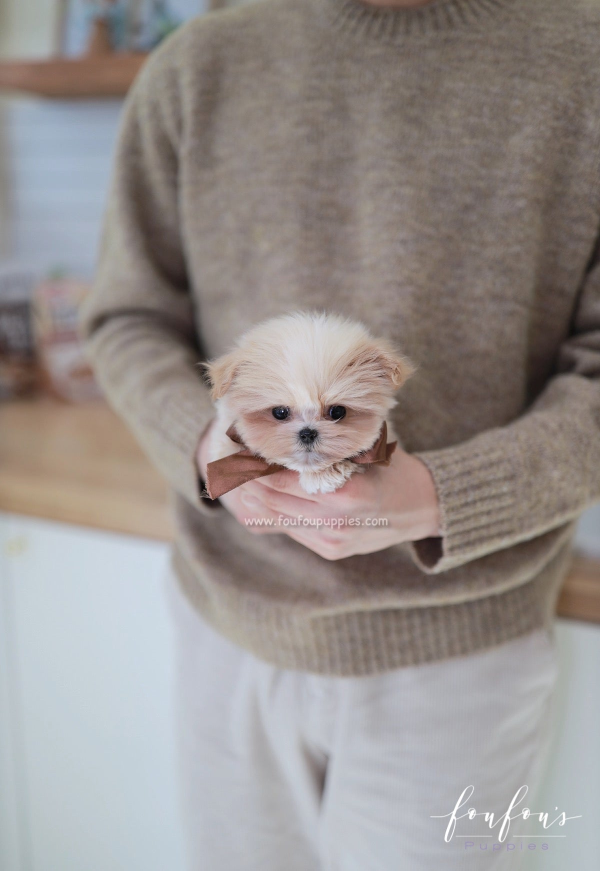 Crème Brulée - Maltipoo F.