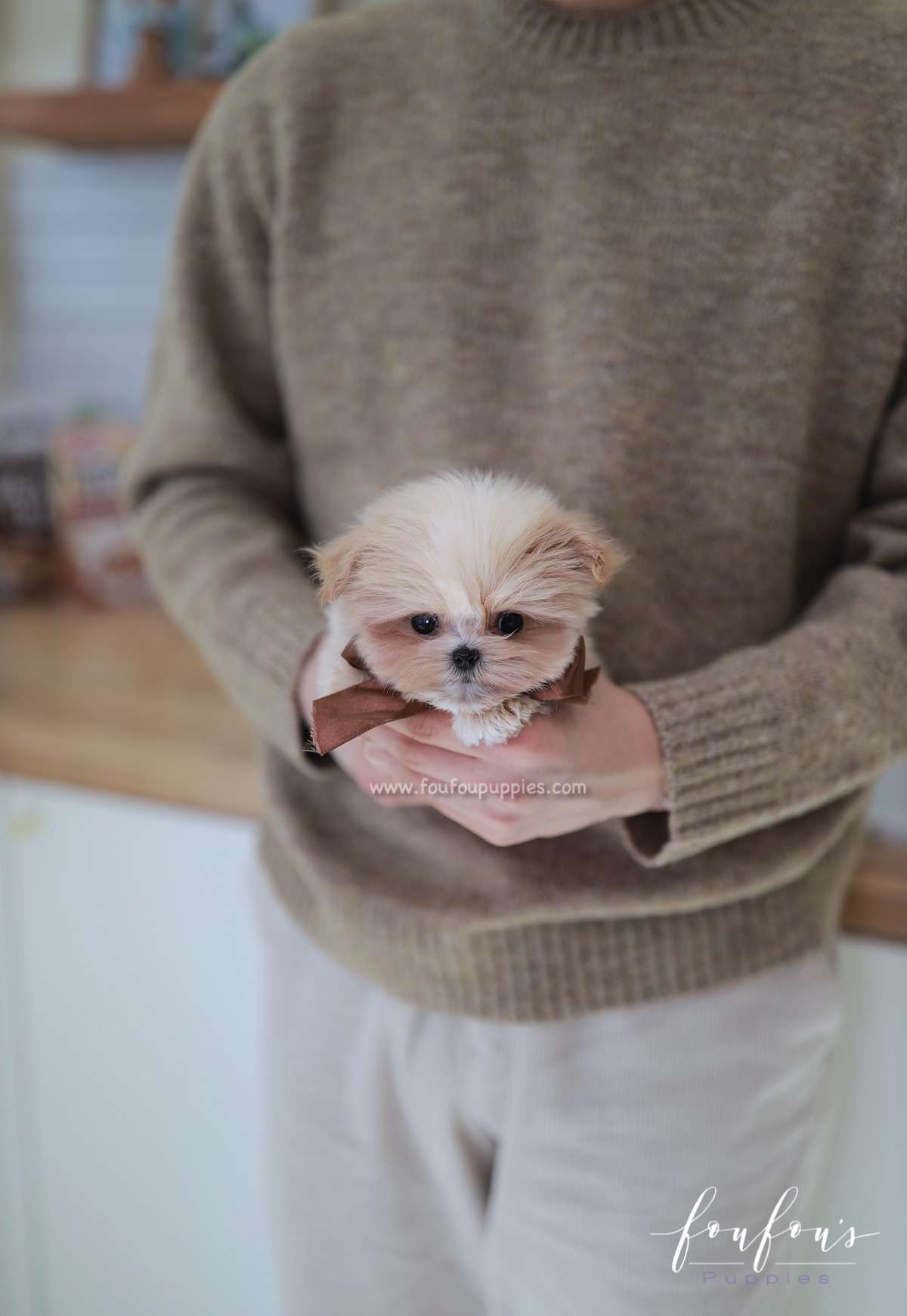 Crème Brulée - Maltipoo F.