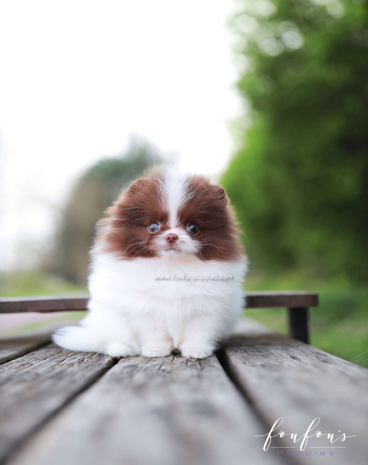 Enya - Pomeranian F.
