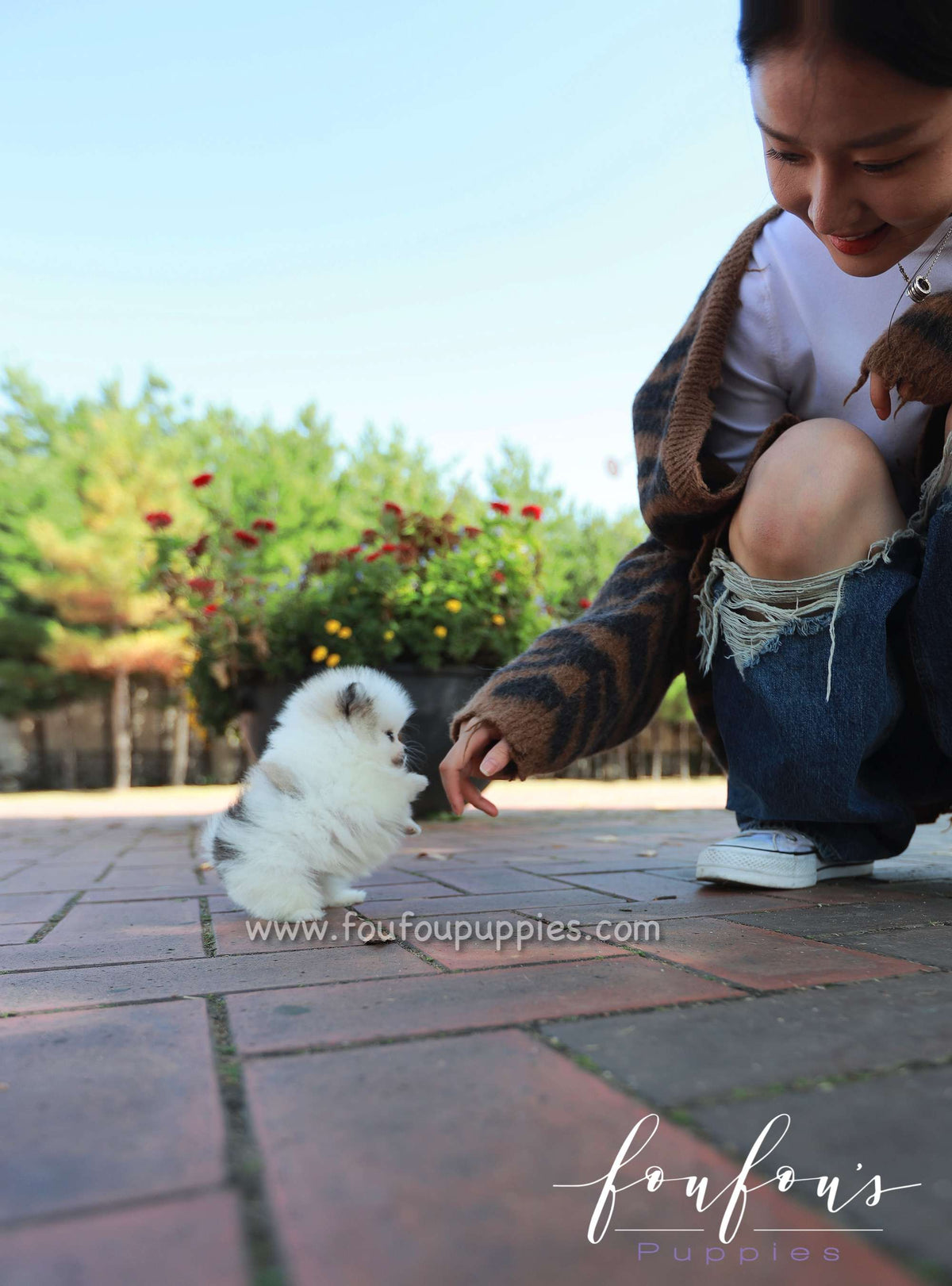 Cleo - Pomeranian F.