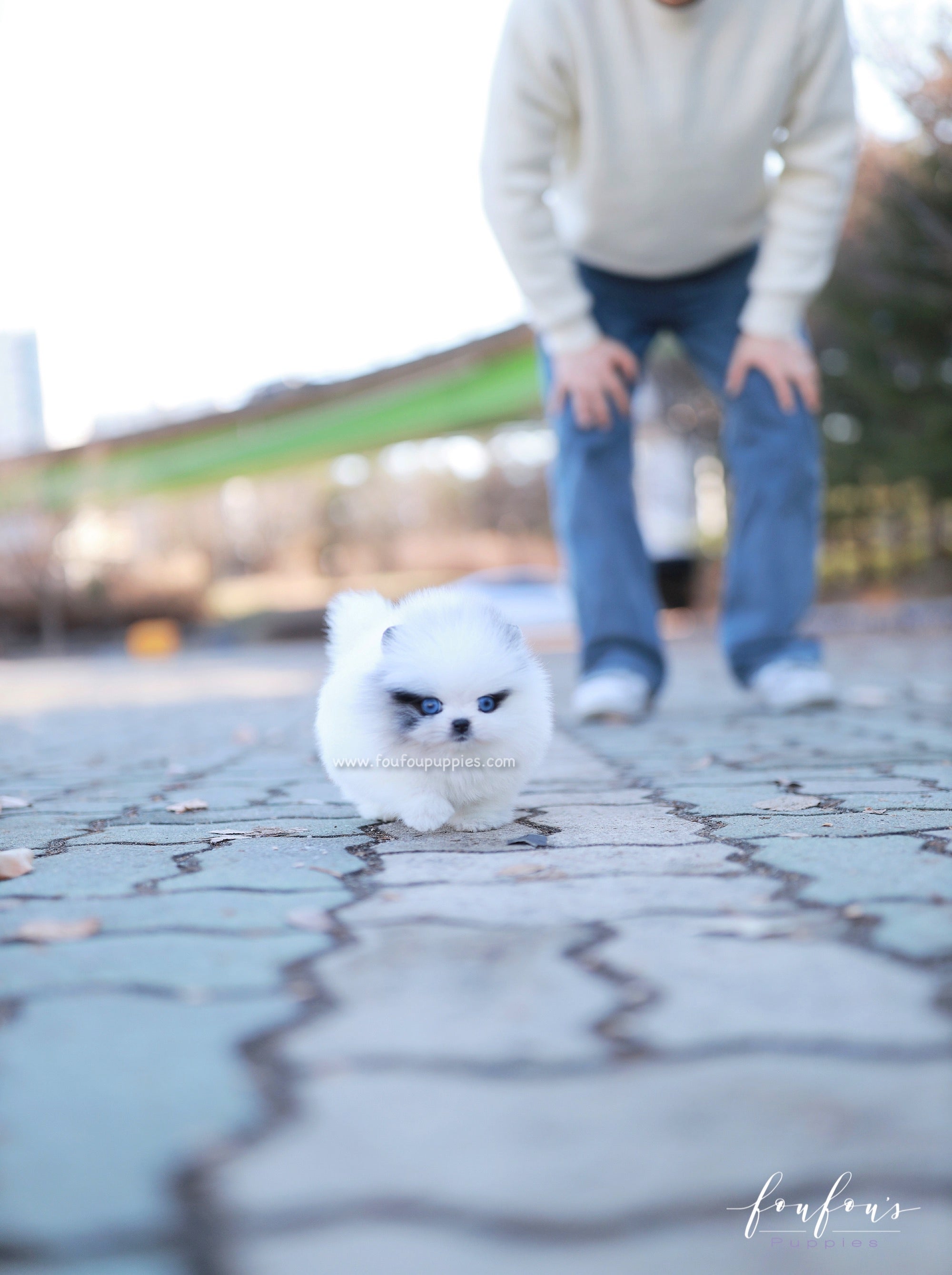 Bleu - Pomeranian M.