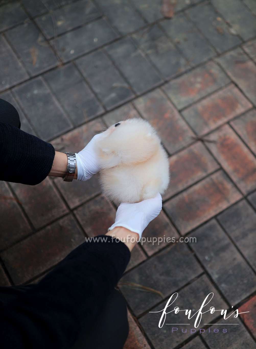Amore- Pomeranian F.