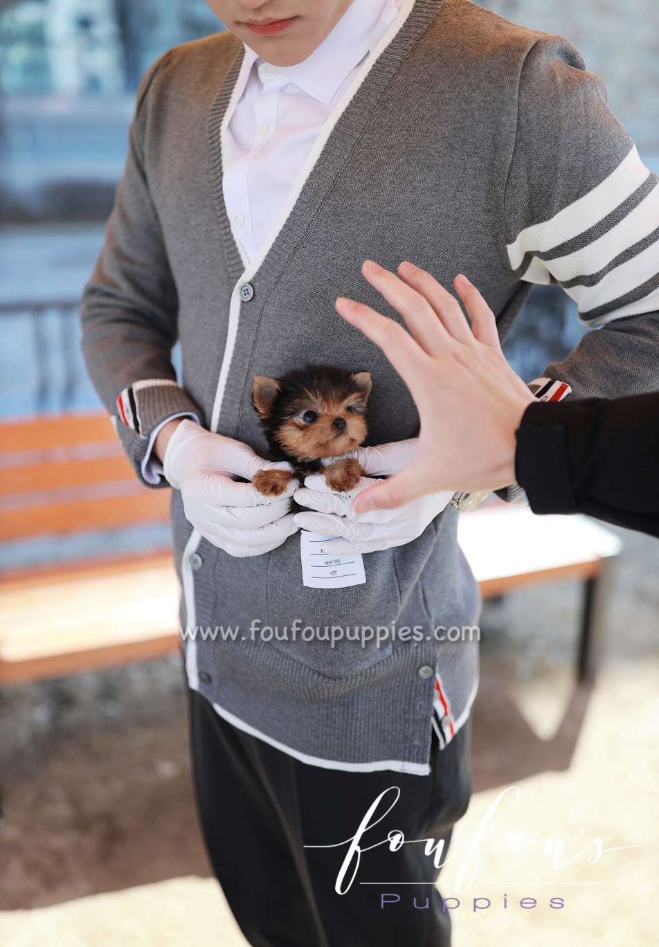 Tom - Yorkshire Terrier M.