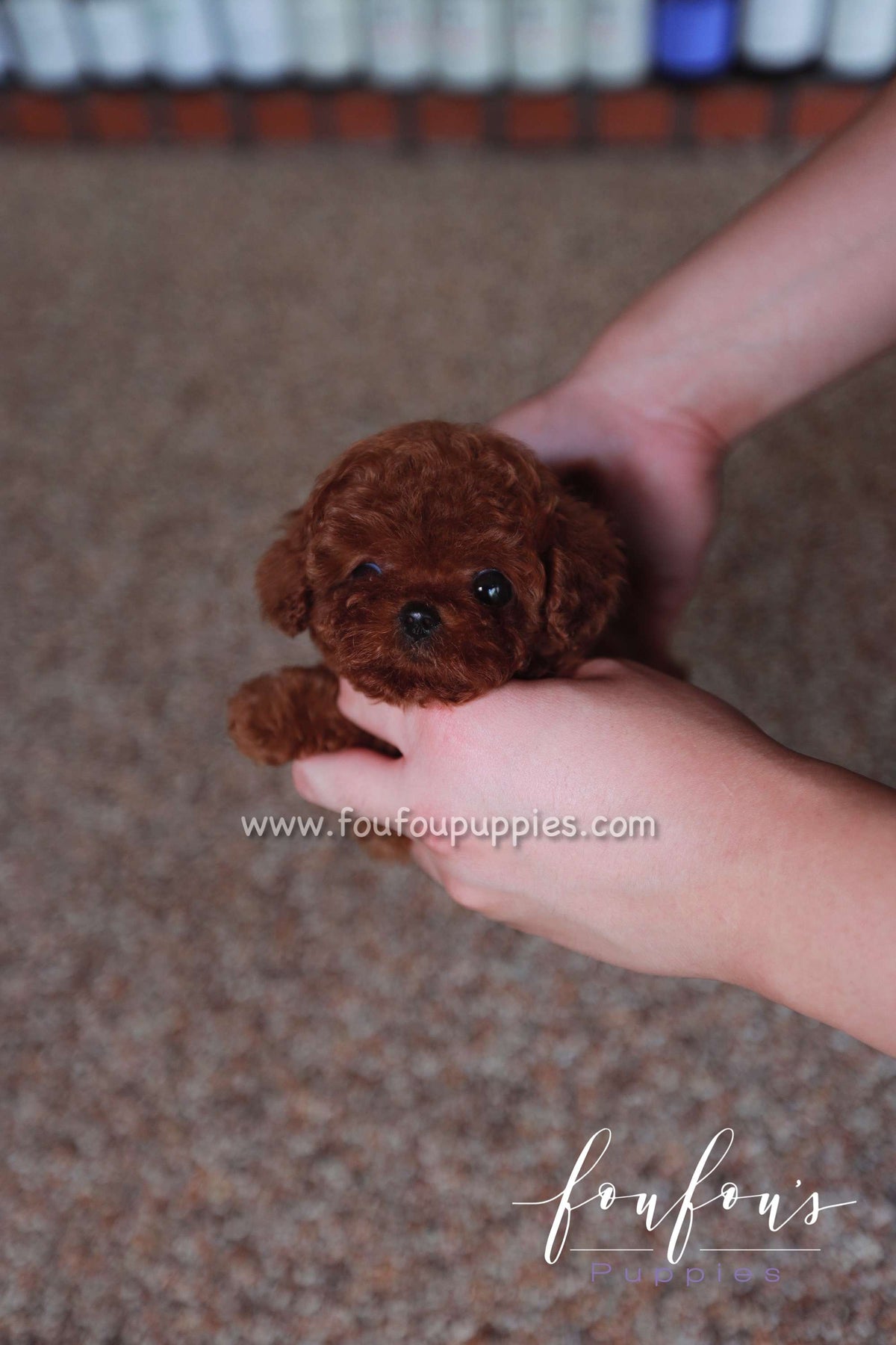 Toby - Poodle M.