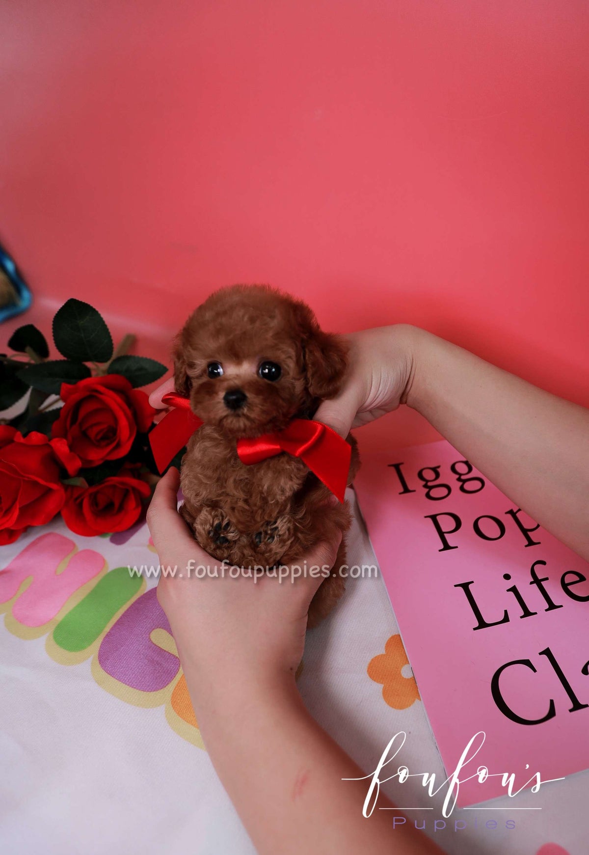 Scarlet - Poodle F.