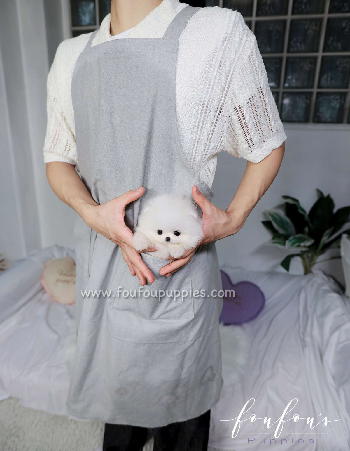 Electra - Pomeranian F.