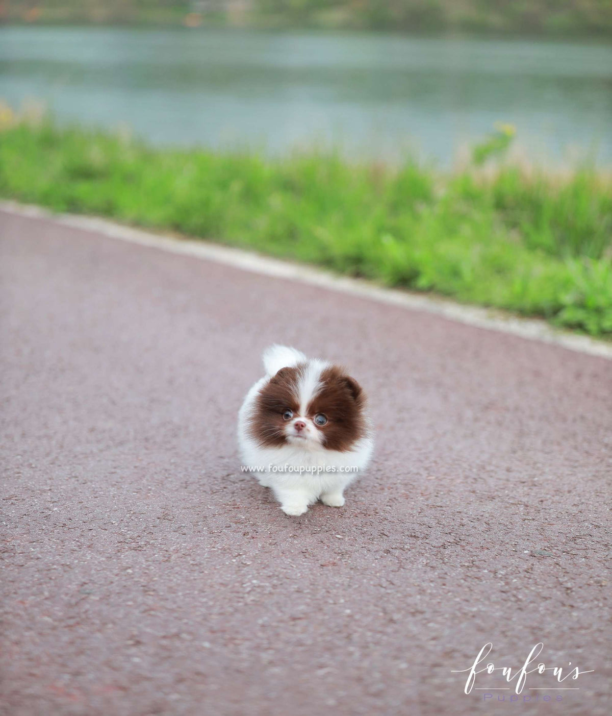 Enya - Pomeranian F.