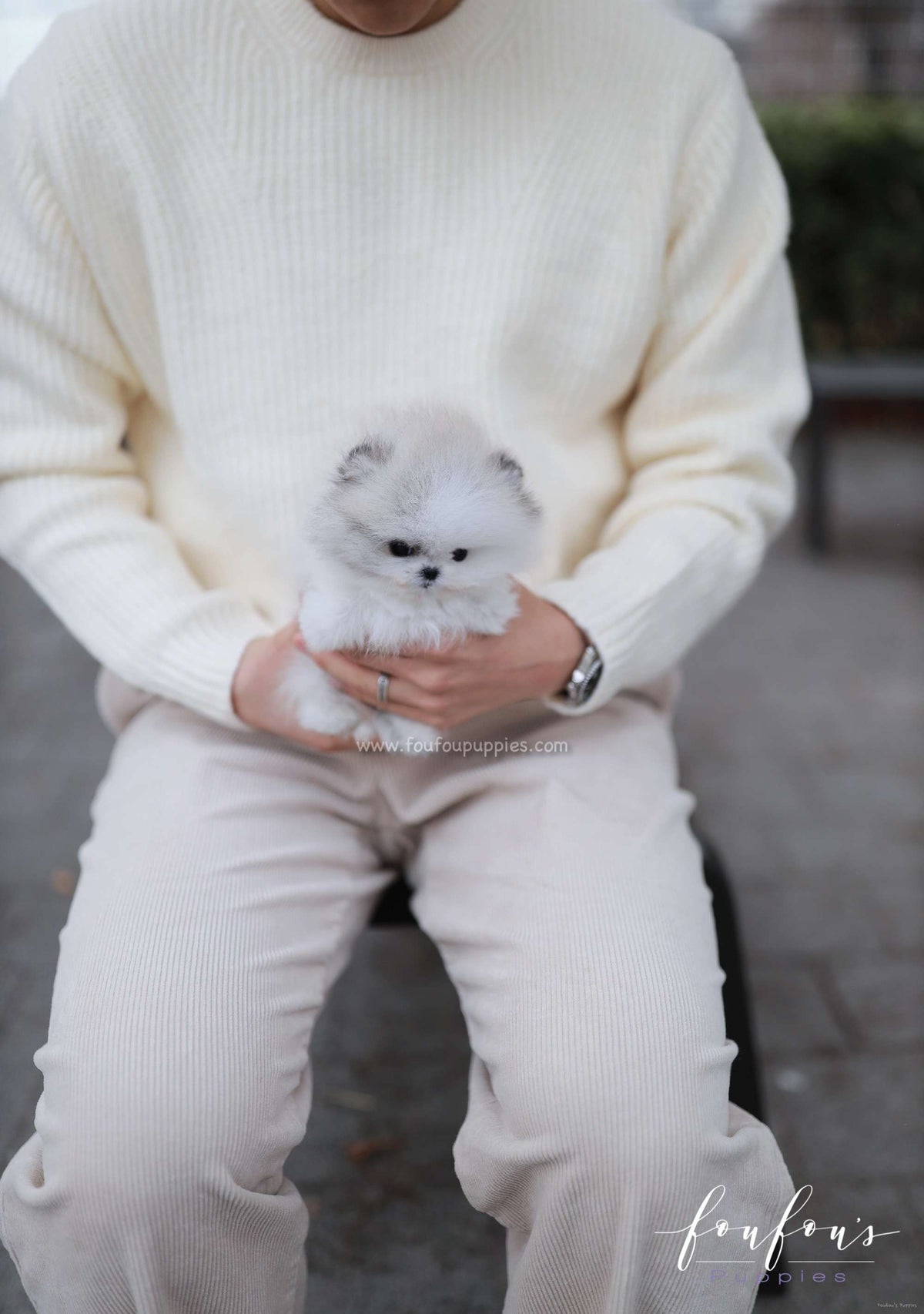 Pucci - Pomeranian M.