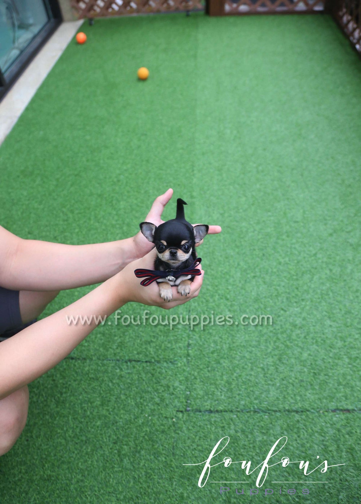 Pasha - Chihuahua M.