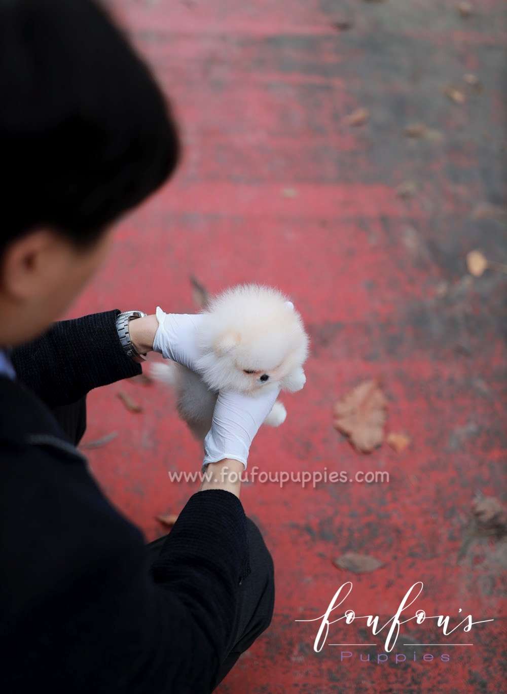 Amore- Pomeranian F.