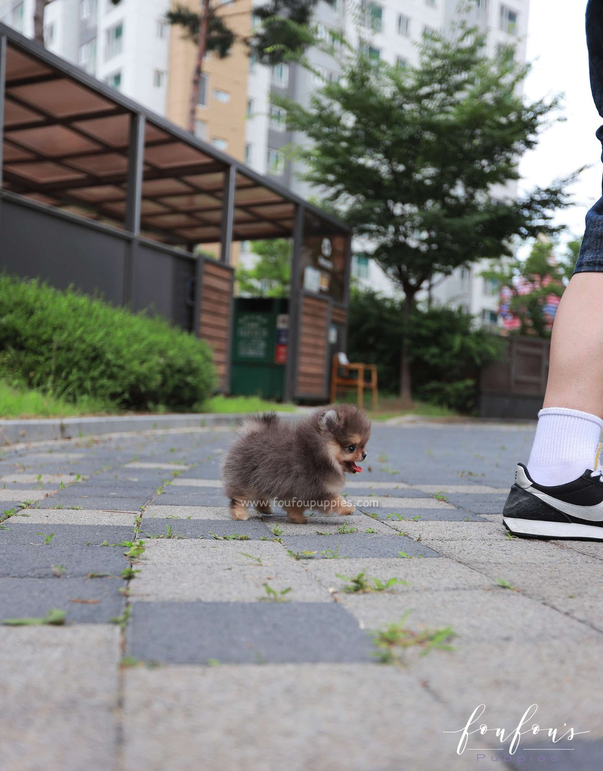 Azure - Pomeranian M.