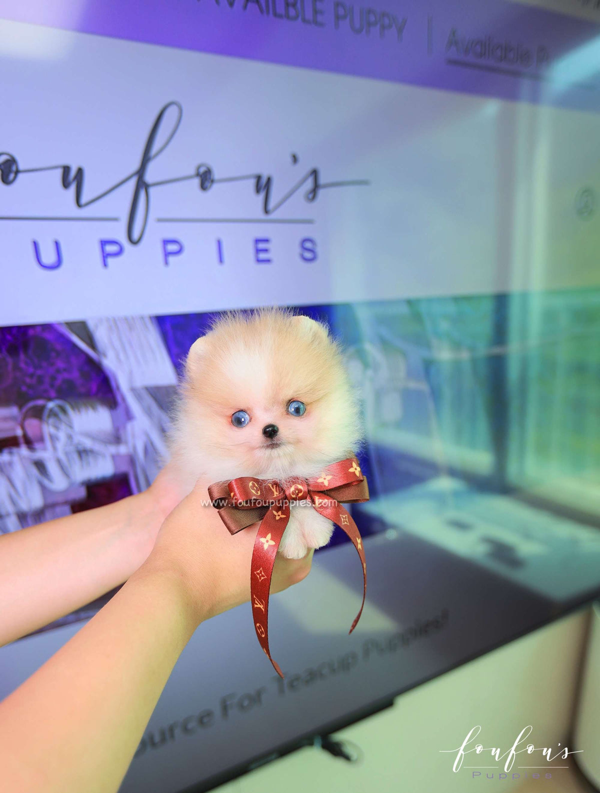 Roxy - Pomeranian F.