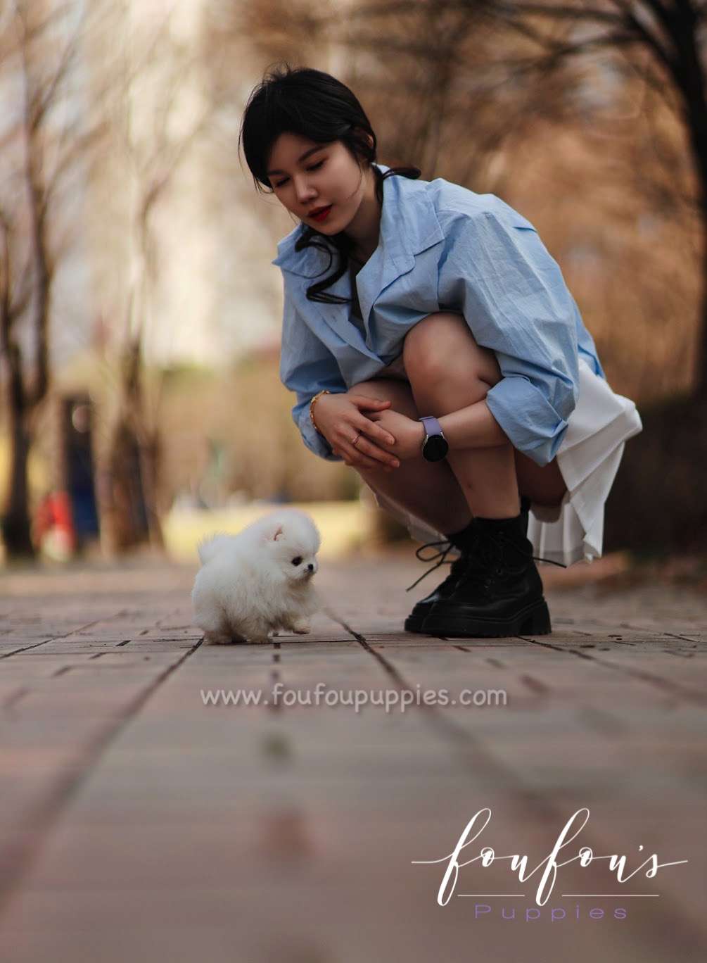 Bijou - Pomeranian F.