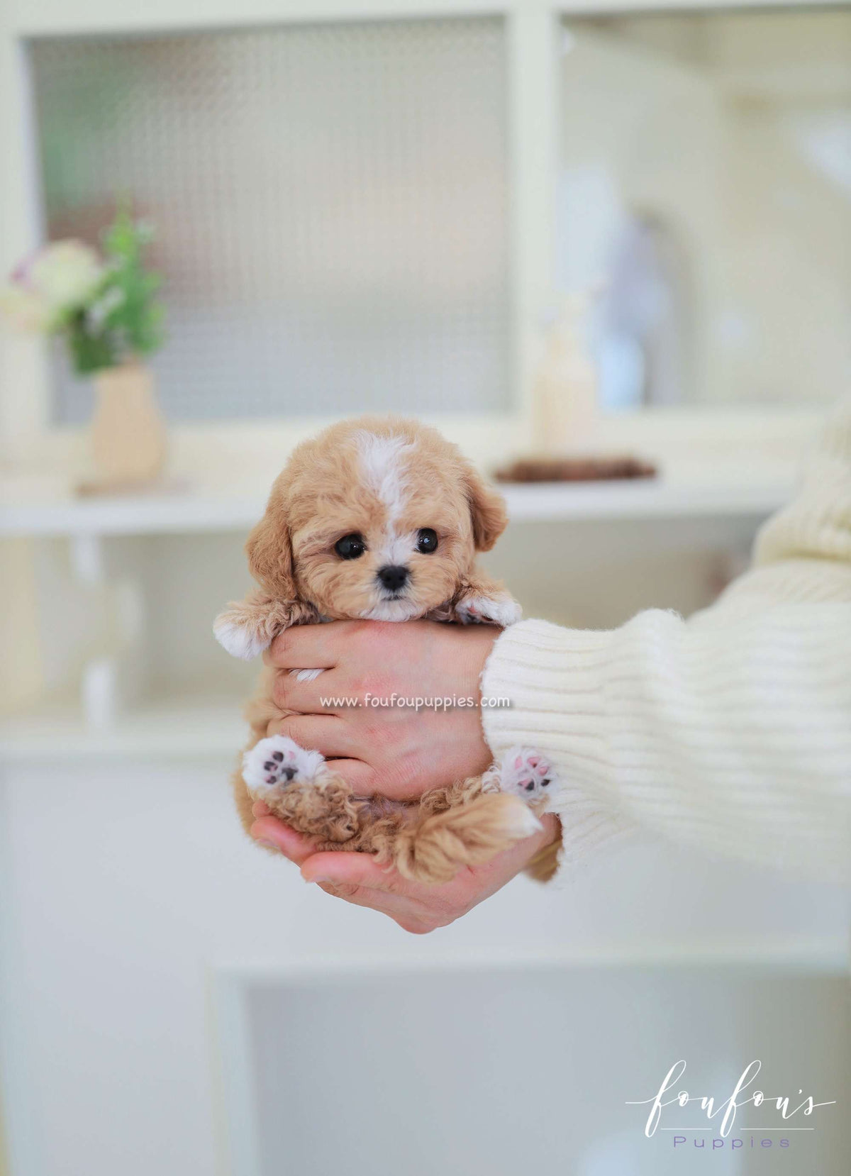 SugarPlum - Maltipoo F.