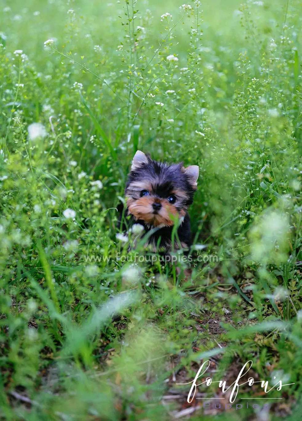 Allie - Yorkshire Terrier F.