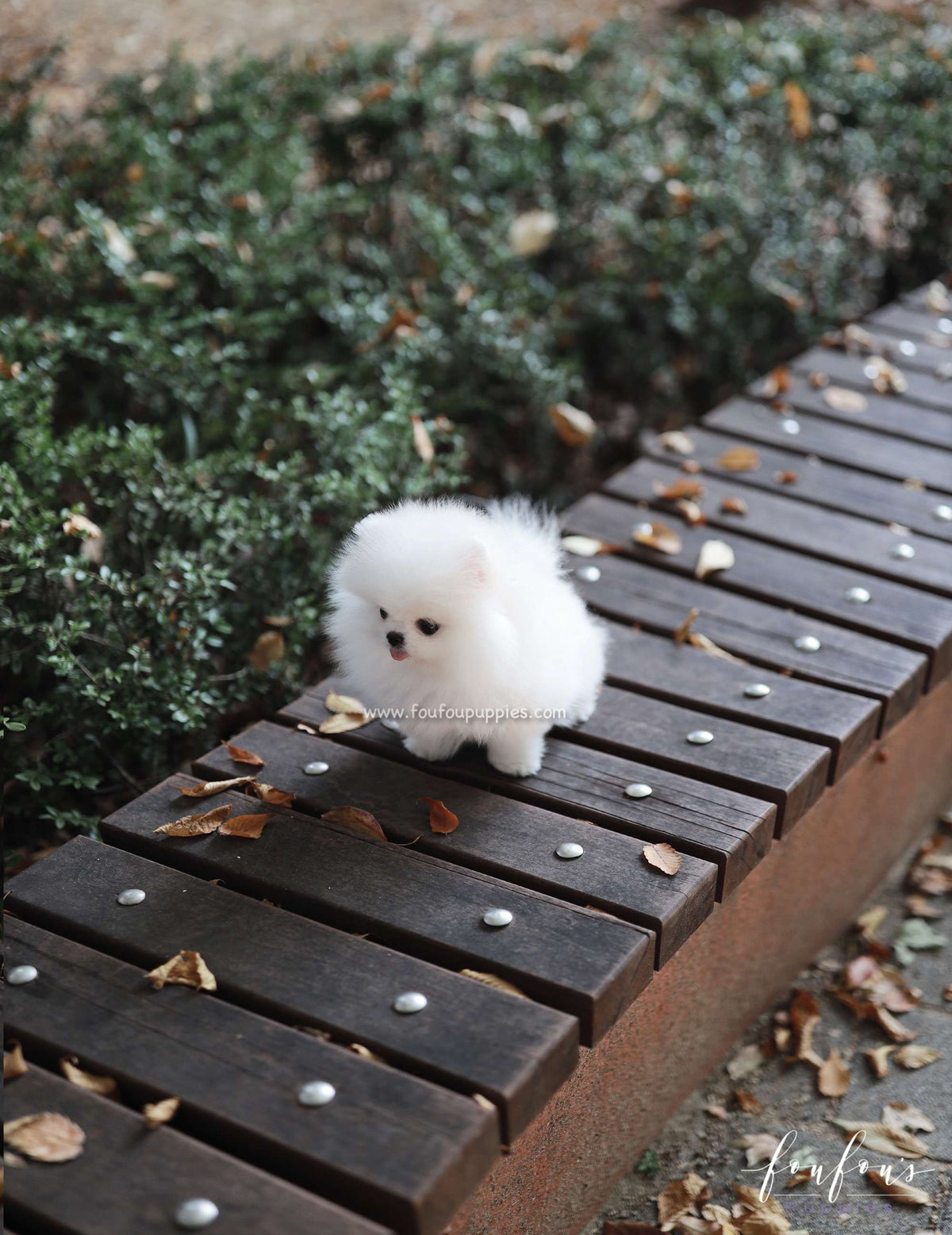 Snowie - Pomeranian F.