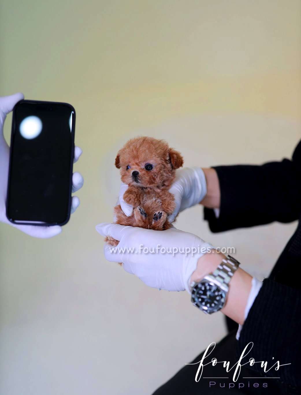 Honey - Poodle F.