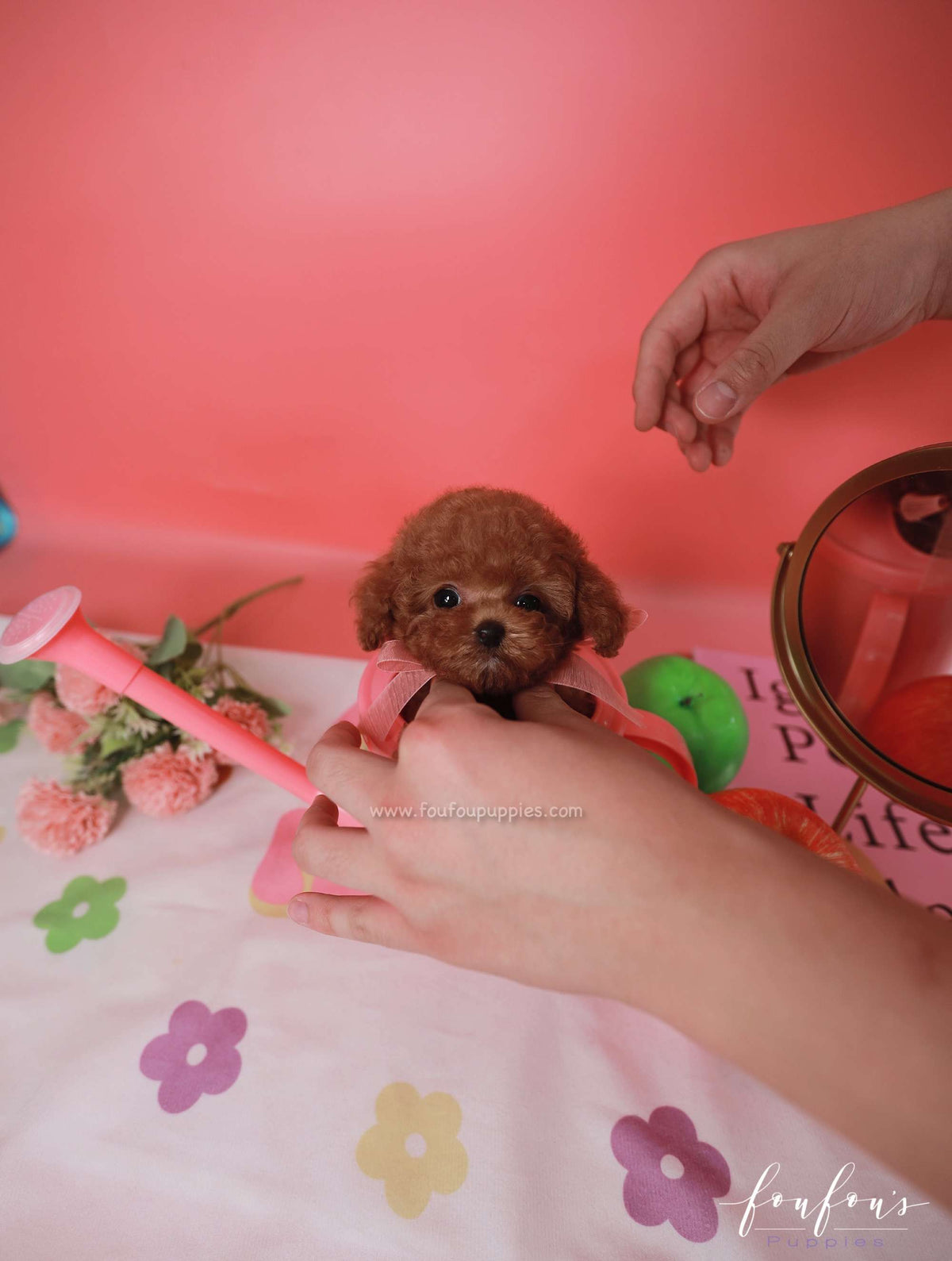 Cinnamon - Poodle F.