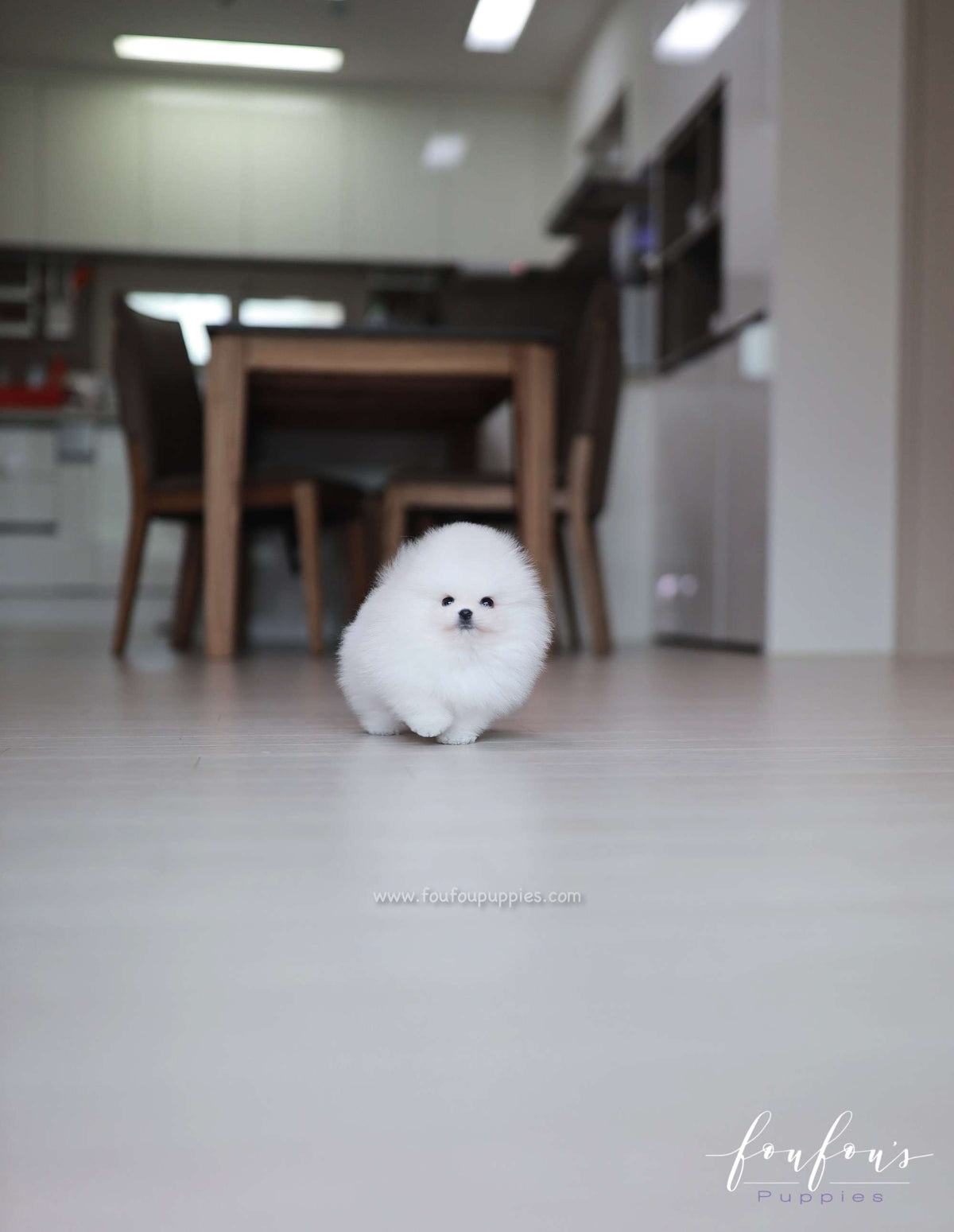 Maximillian - Pomeranian M.