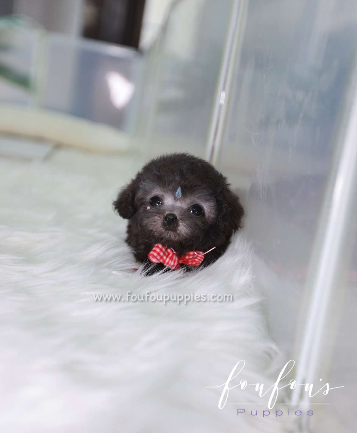 Dahlia - Poodle F.