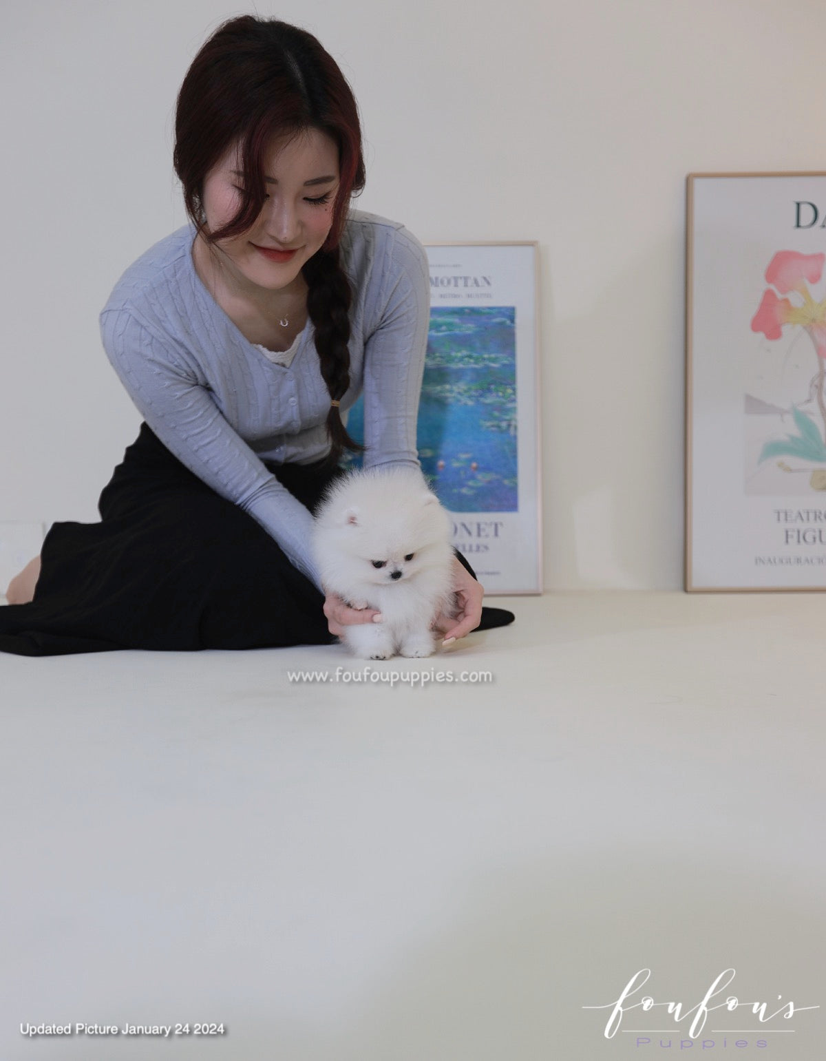 Gia - Pomeranian F