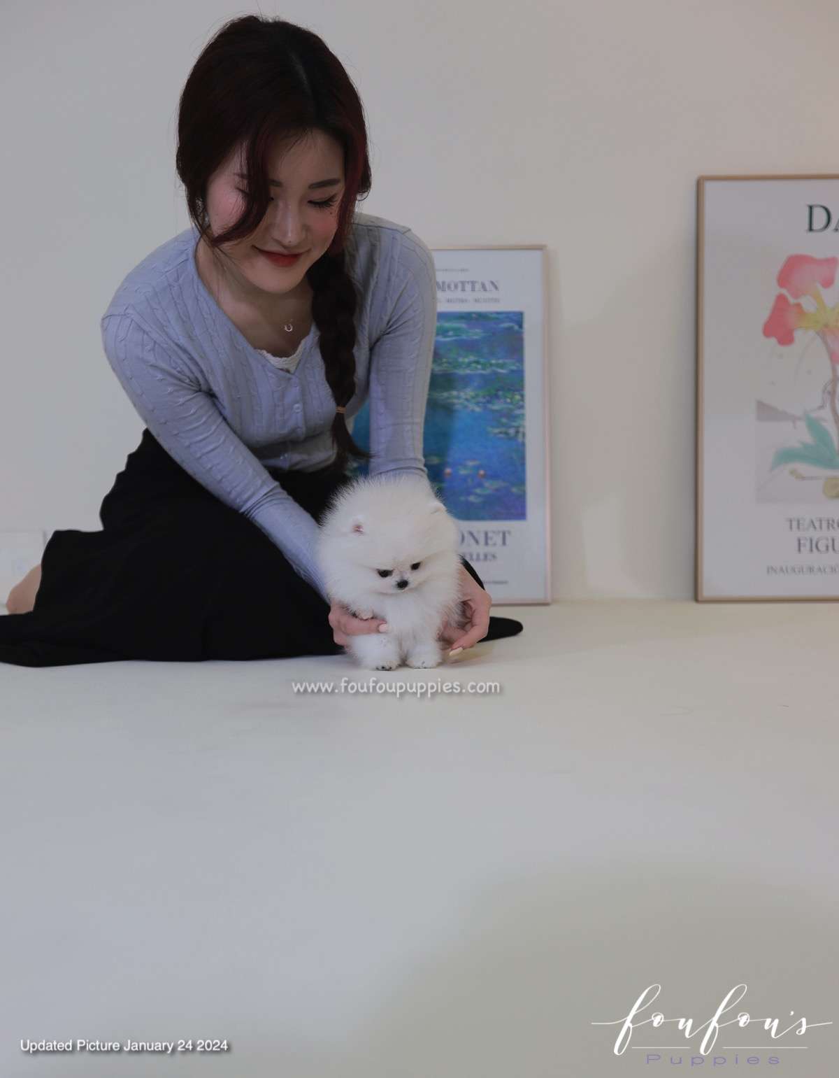 Gia - Pomeranian F