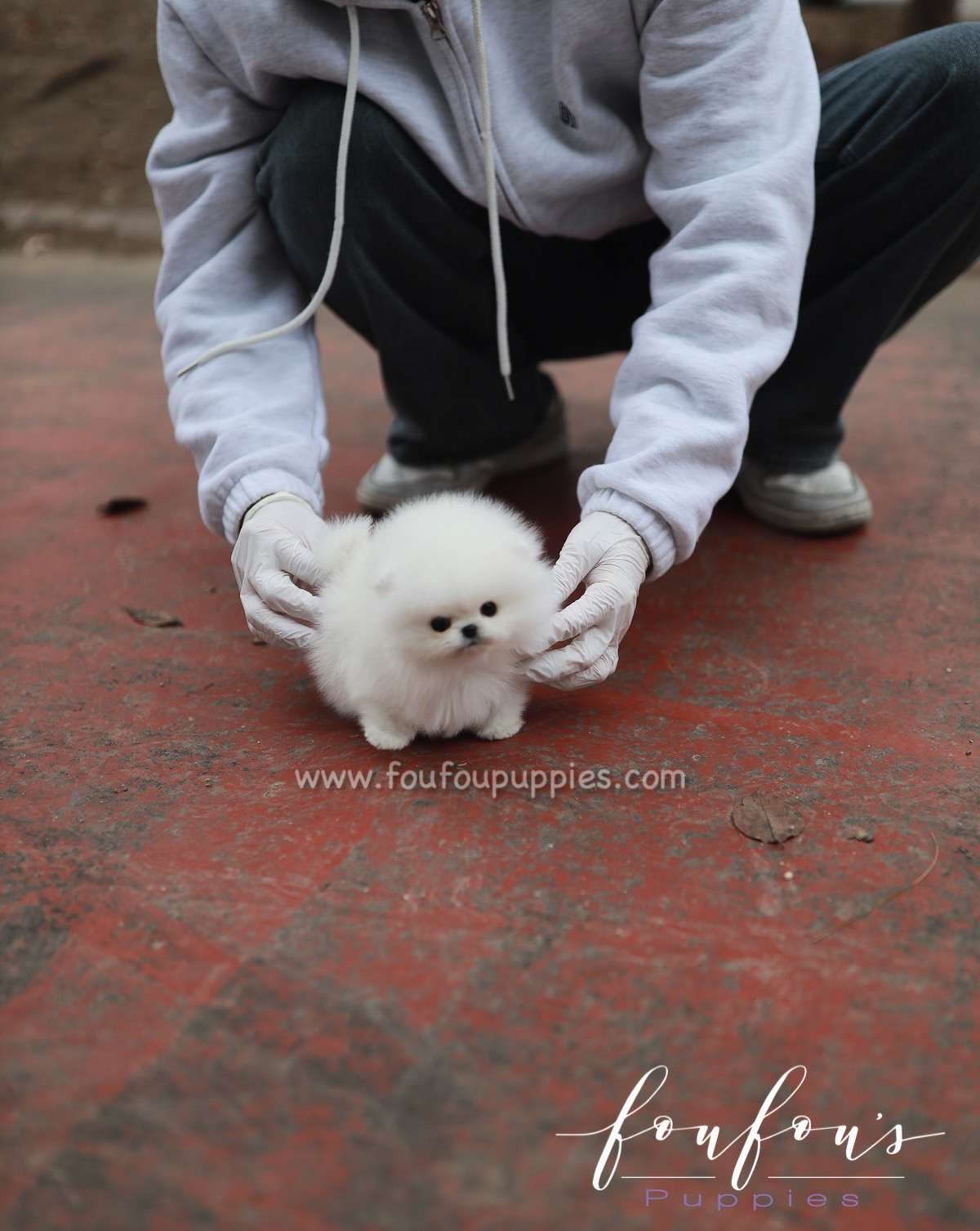 Marshmallow - Pomeranian F.