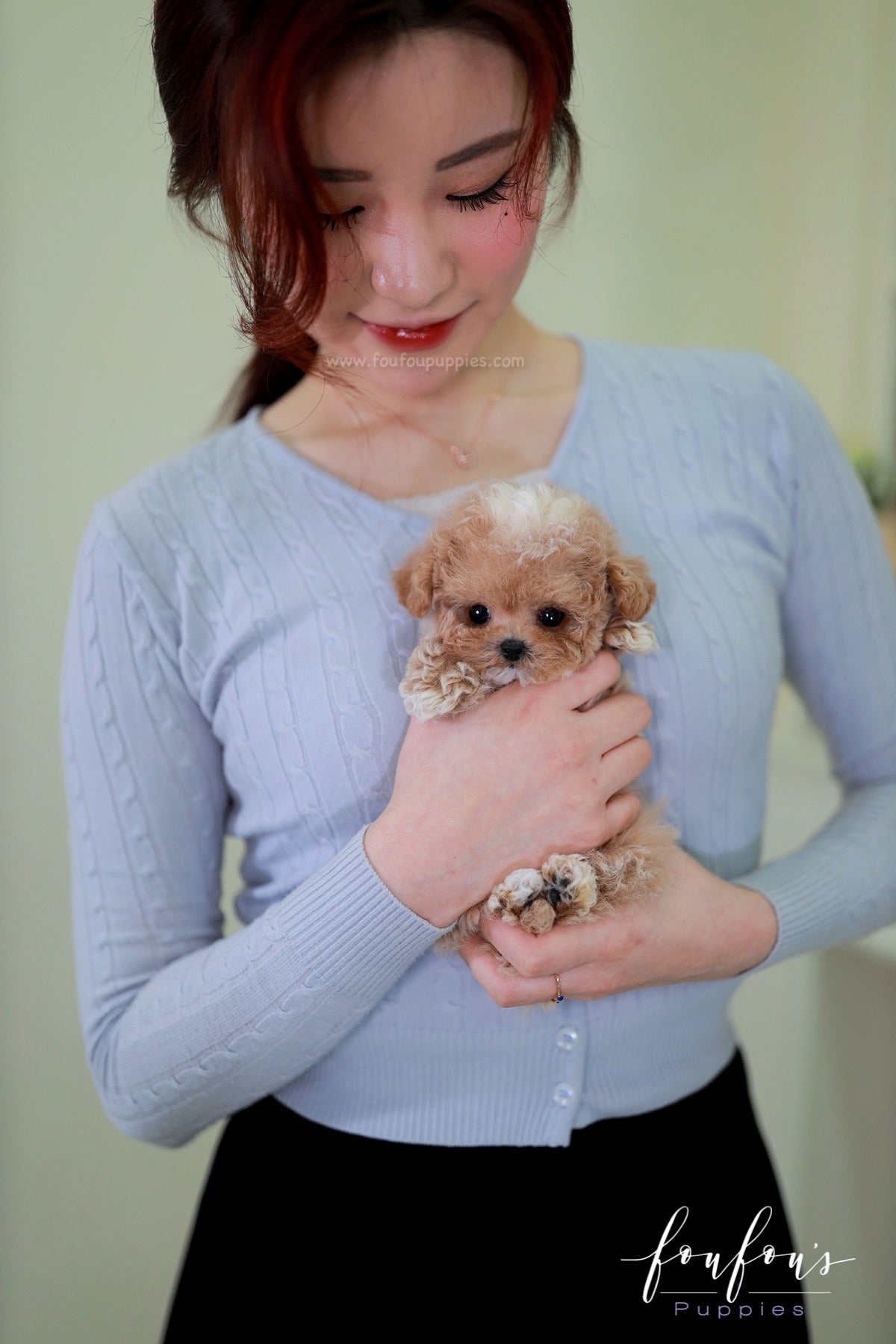 Kobe - Maltipoo M.