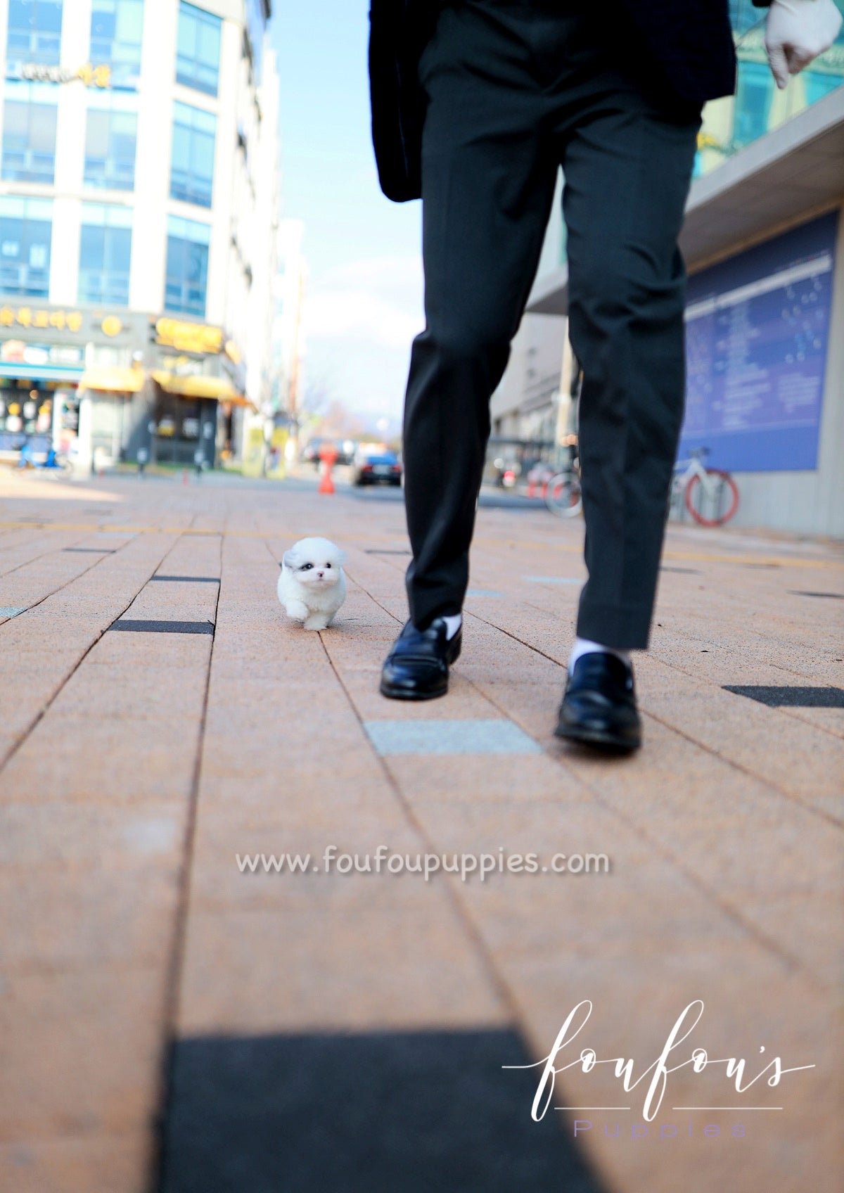 Goji - Poodle M.