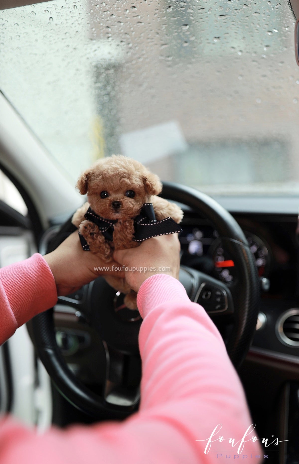 Orion - Poodle M.