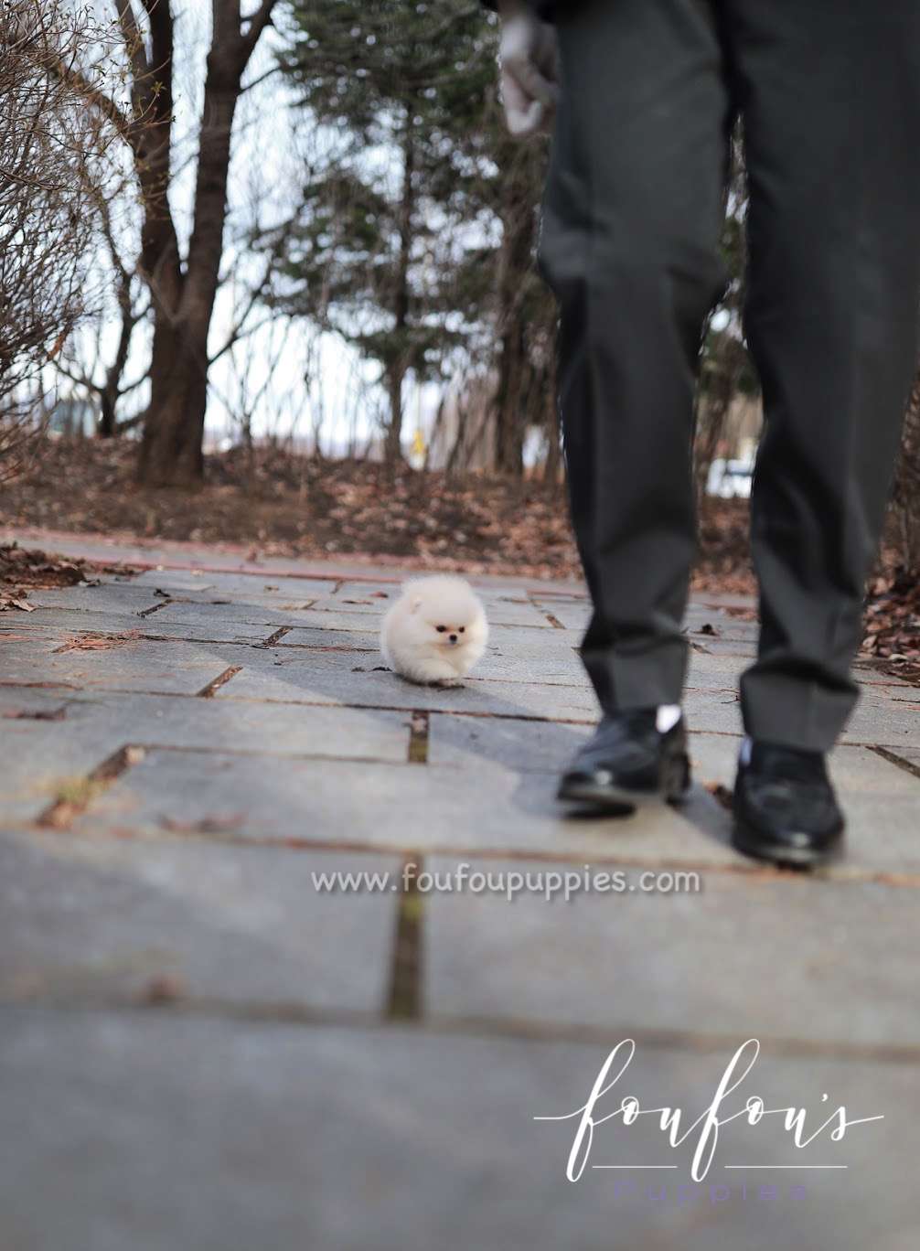 Amore- Pomeranian F.