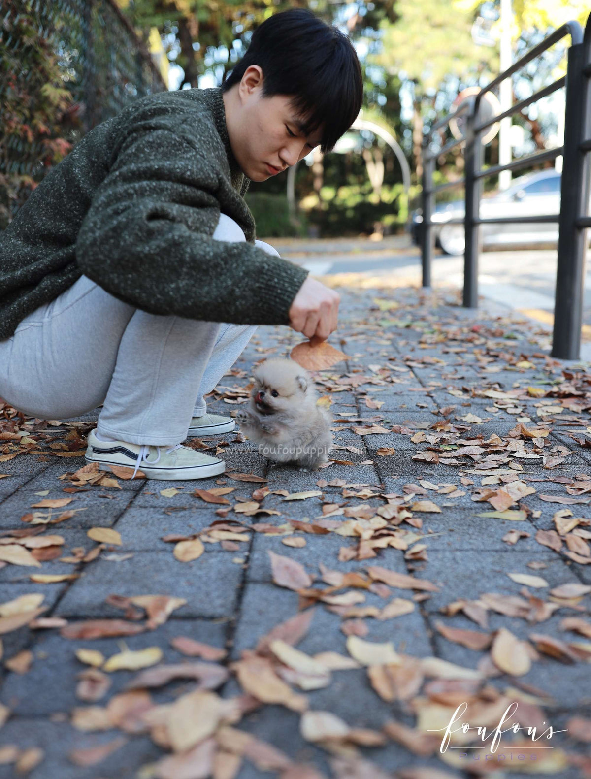 Puffball - Pomeranian M.