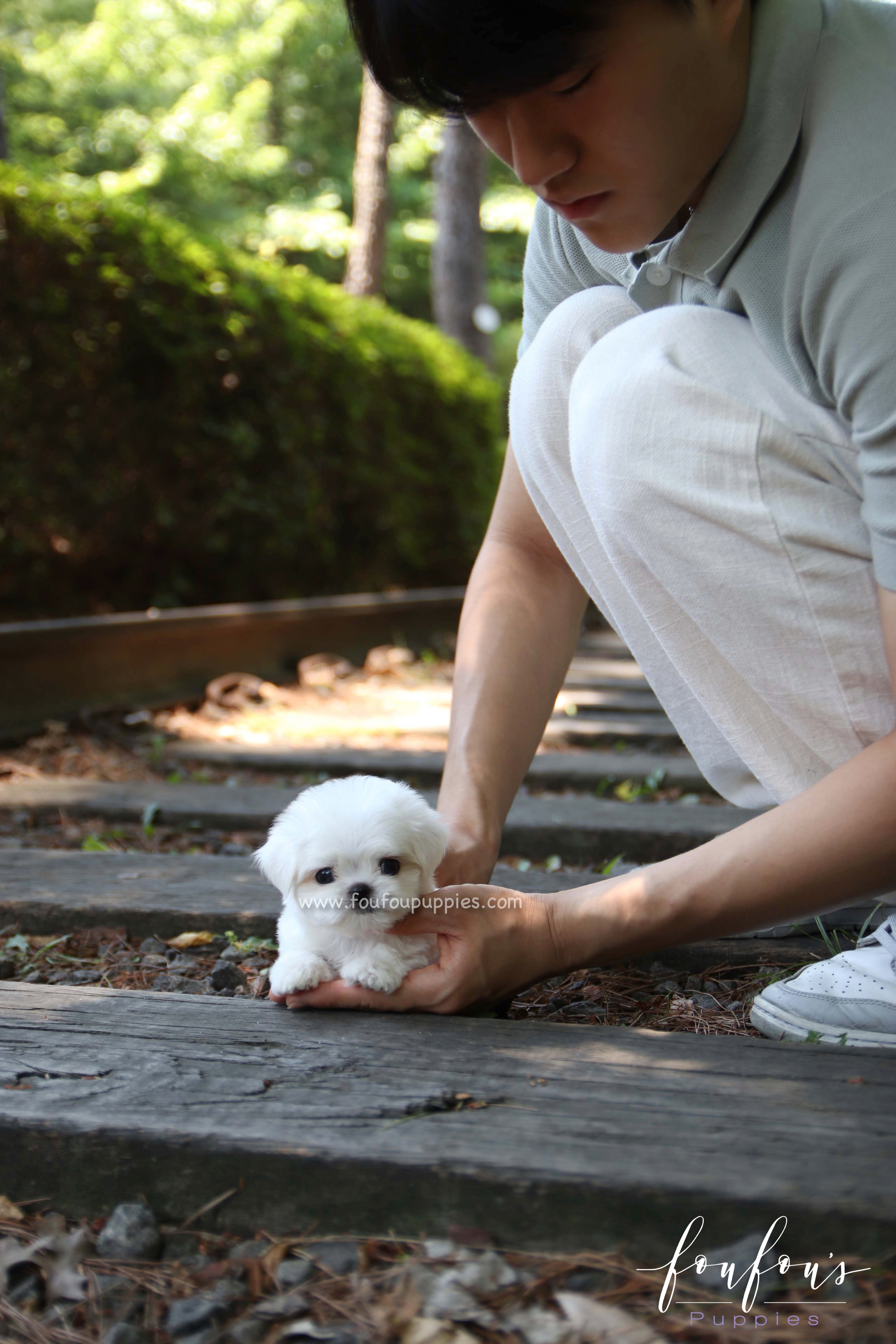 BonBon - Maltese M.