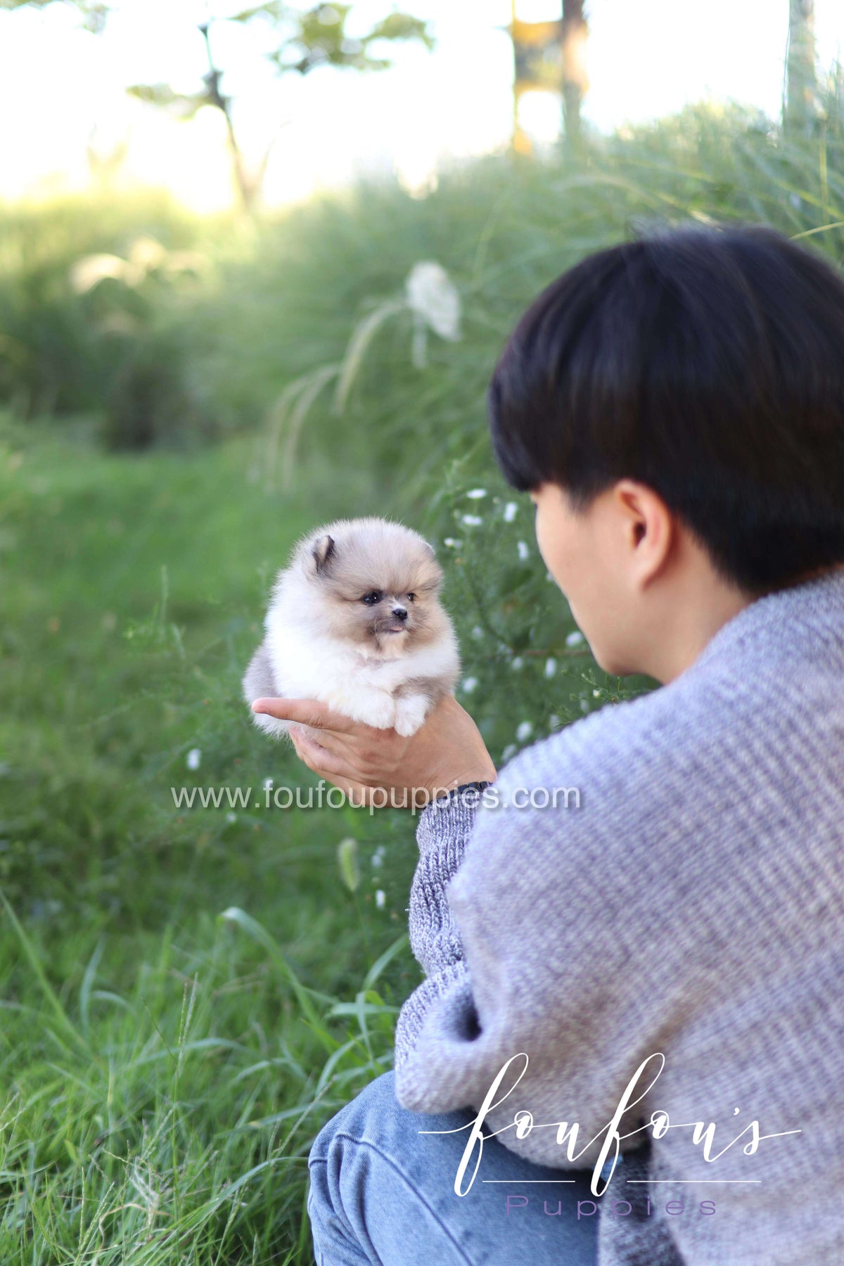 Zephyr - Pomeranian M.