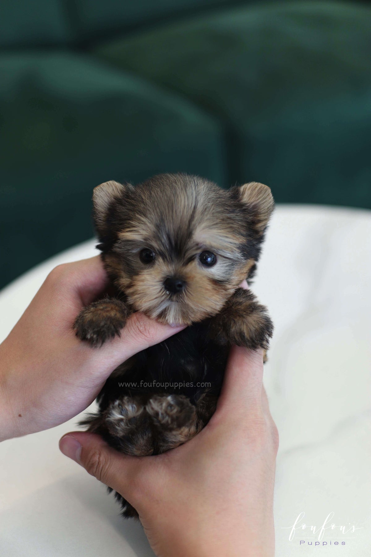Fairy - Yorkshire Terrier F.