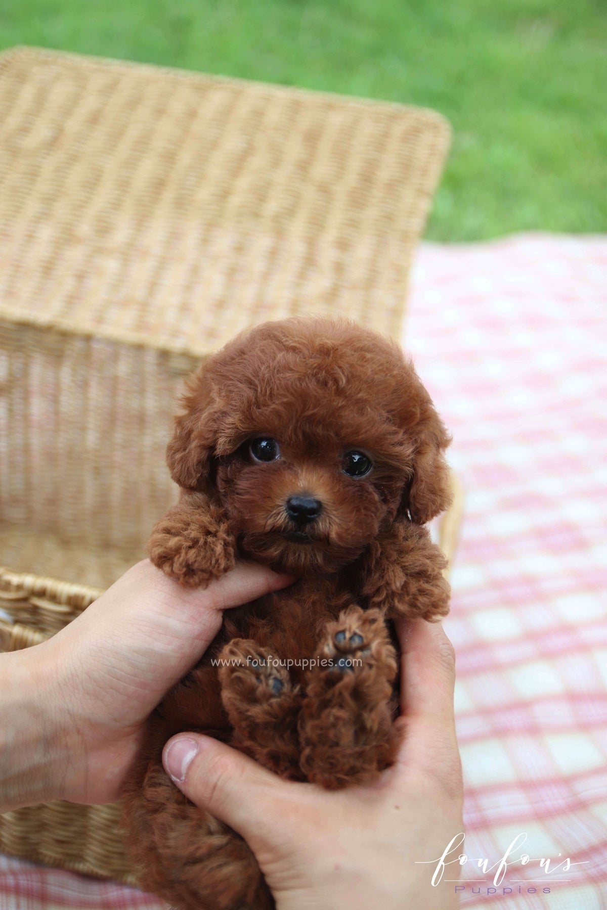 Kissme - Poodle F. -